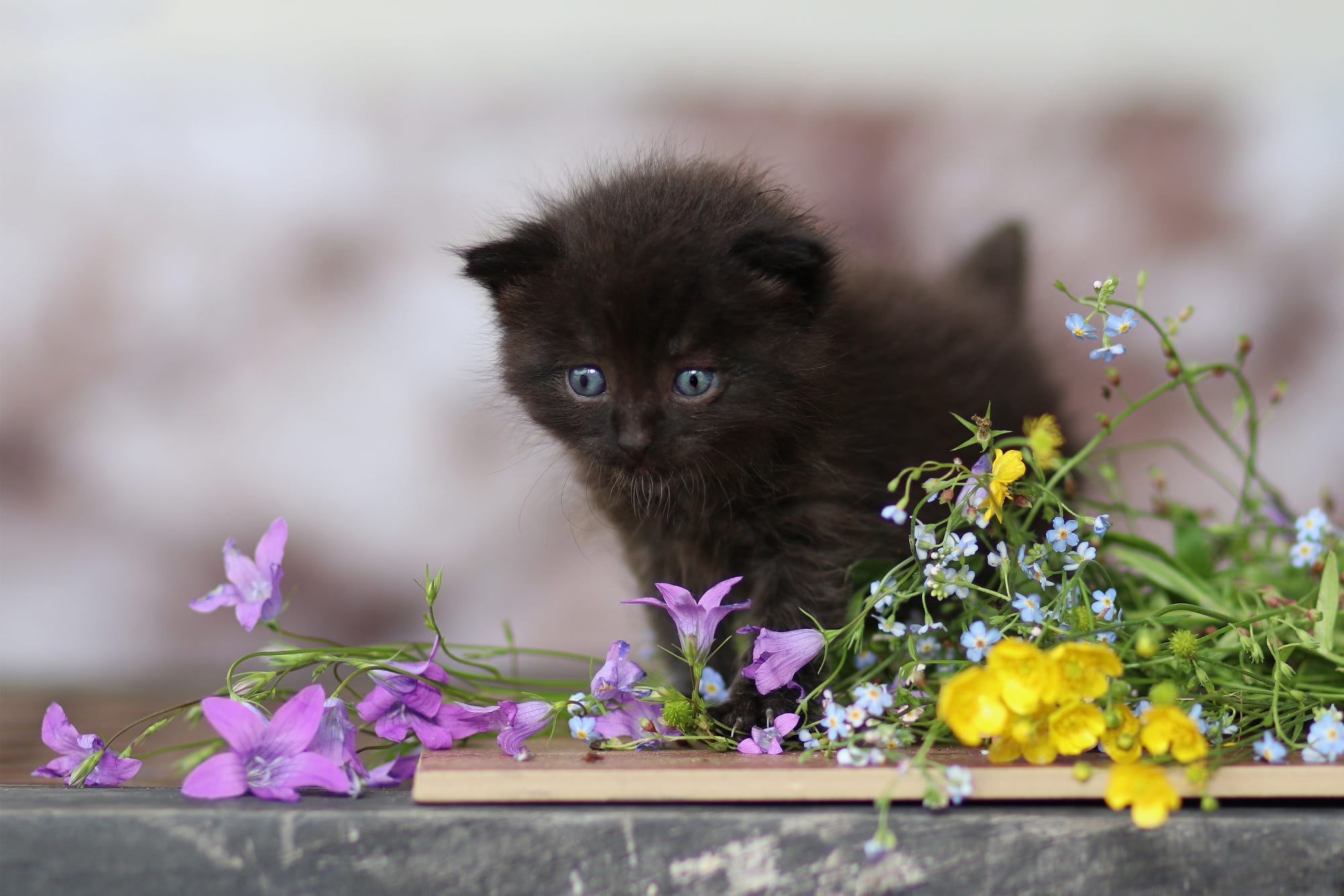 Черный кот в цветах. Кошка в цветах. Черный котенок в цветах. Черный кот с цветами. Черный котенок и цветок.