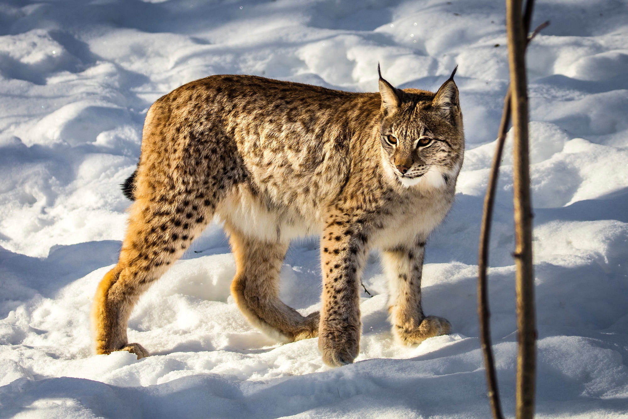 Замена рыси. Беловежская пуща Рысь. Lynx Lynx Linnaeus, 1758. Рысь в тайге. Карельская Рысь.