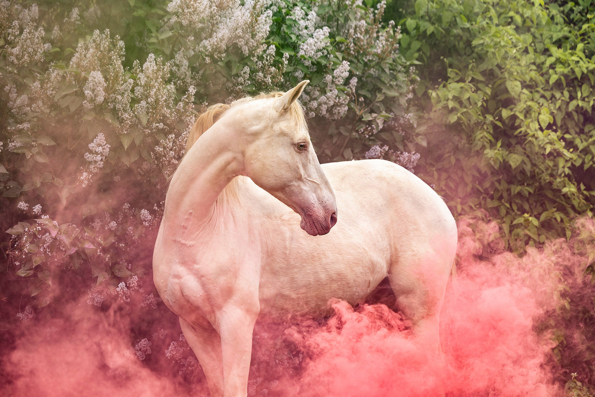 Розовый конь песни. Розовый конь. Лошадка розовый. Обои лошади. Лошади на природе.