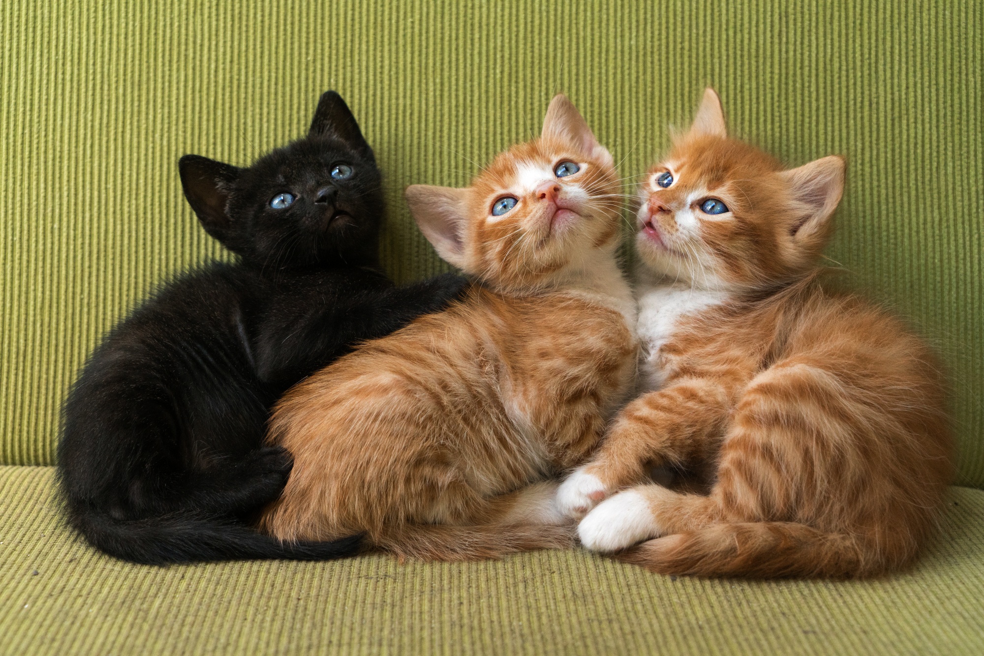 Много кисы. Три кошки. Котята. Рыжий котёнок. Два котенка рыжий и белый.