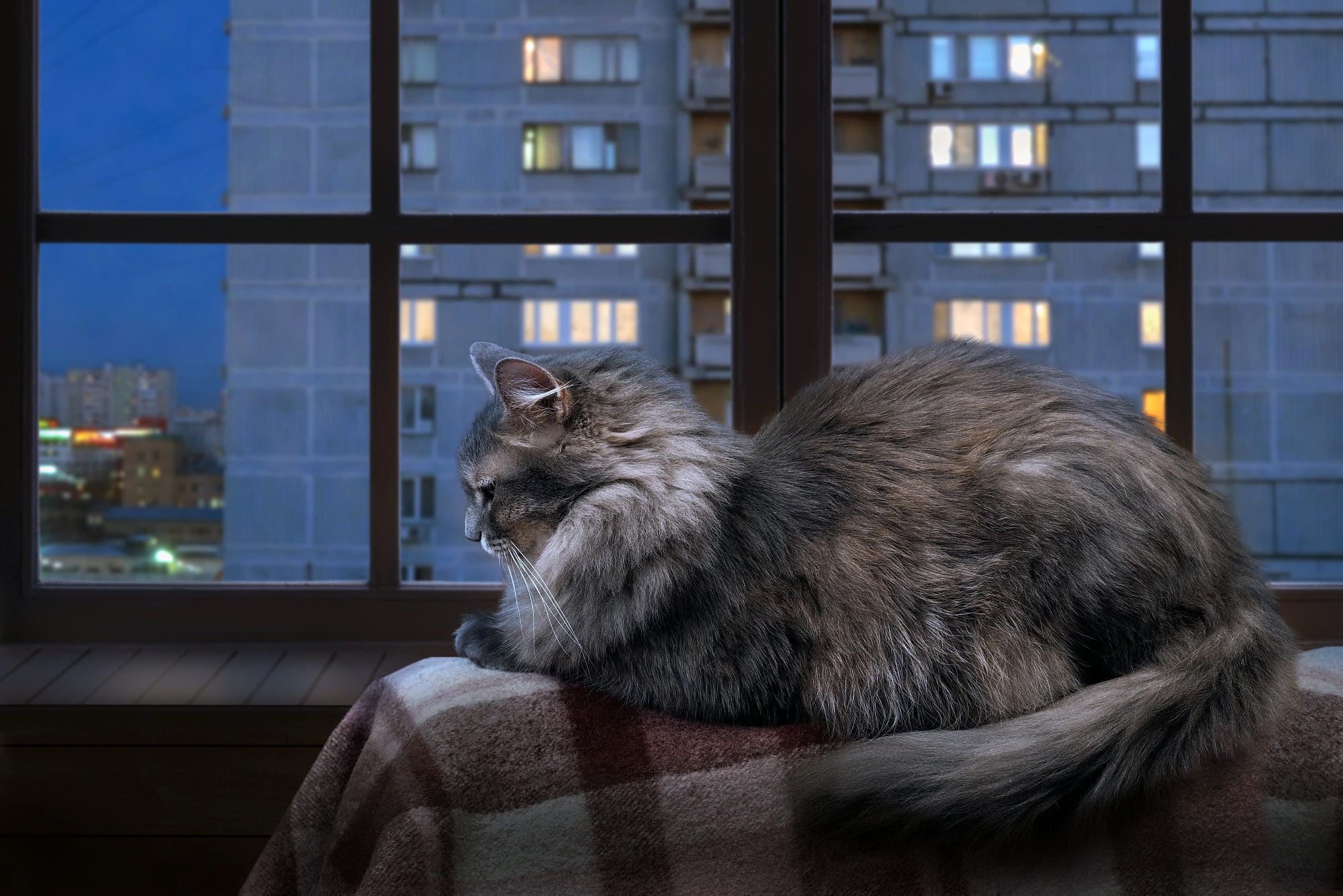 Кажется что дома кот. Кот на окне. Кошка на подоконнике. Кошки на окошке. Вечера с кошкой.
