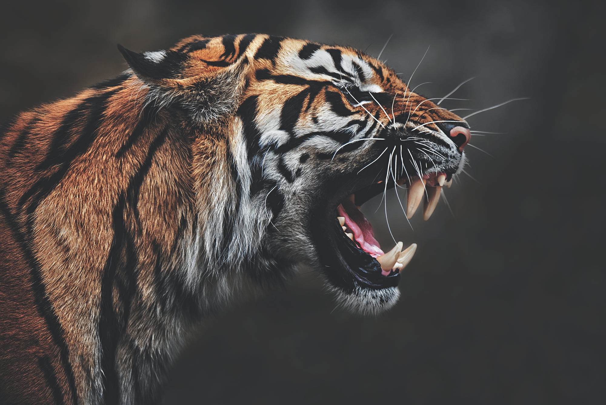 Рычащий тигр ревущий. Тигр оскал. Тигр рычит. Тигр агрессивный. Обои на рабочий стол тигр.
