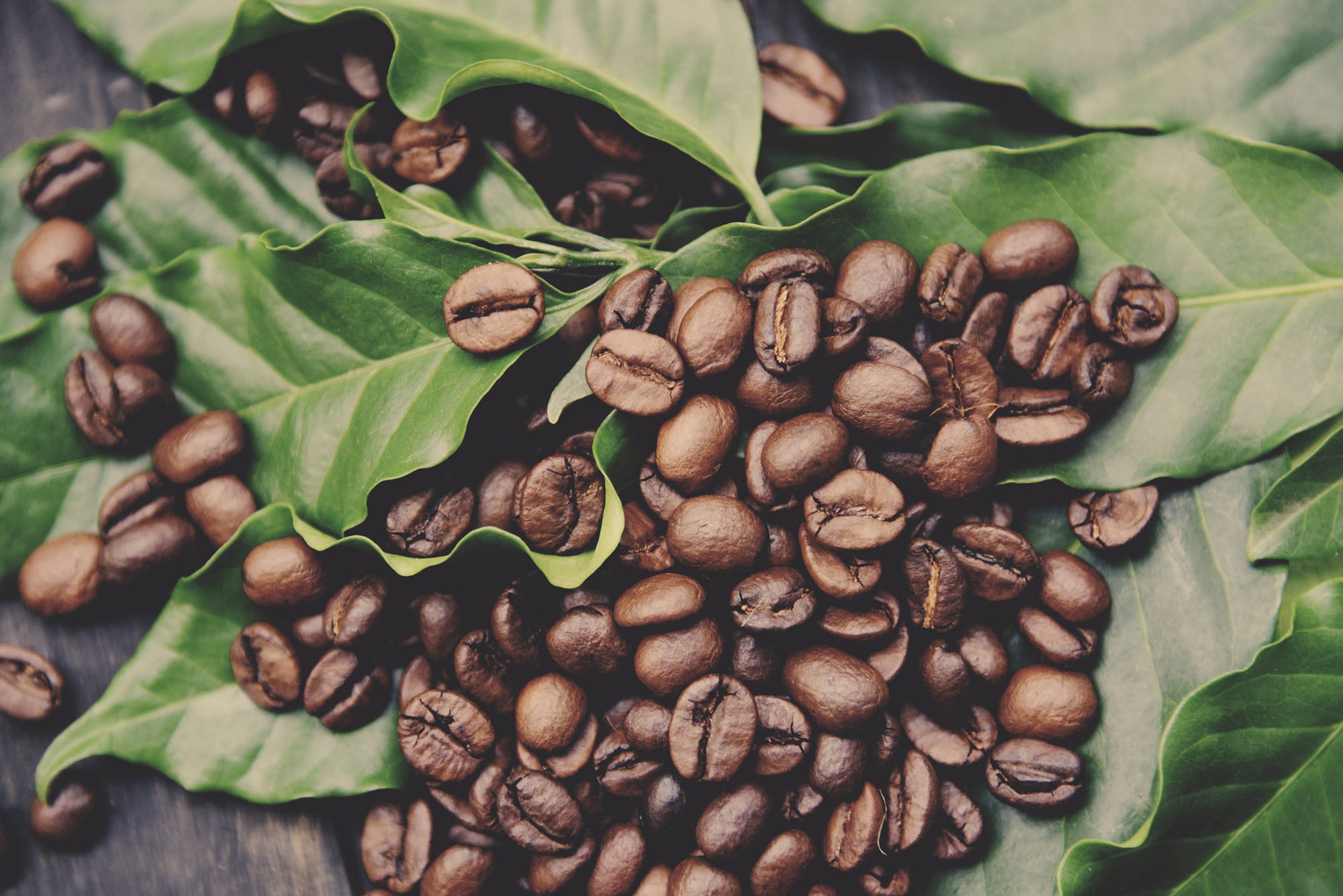 Лучшие зерна арабики. Кофе Арабика в зернах. Кофе в зернах Arabica. Кофейные плантации кофе Арабика. Кофе Арабика растение.