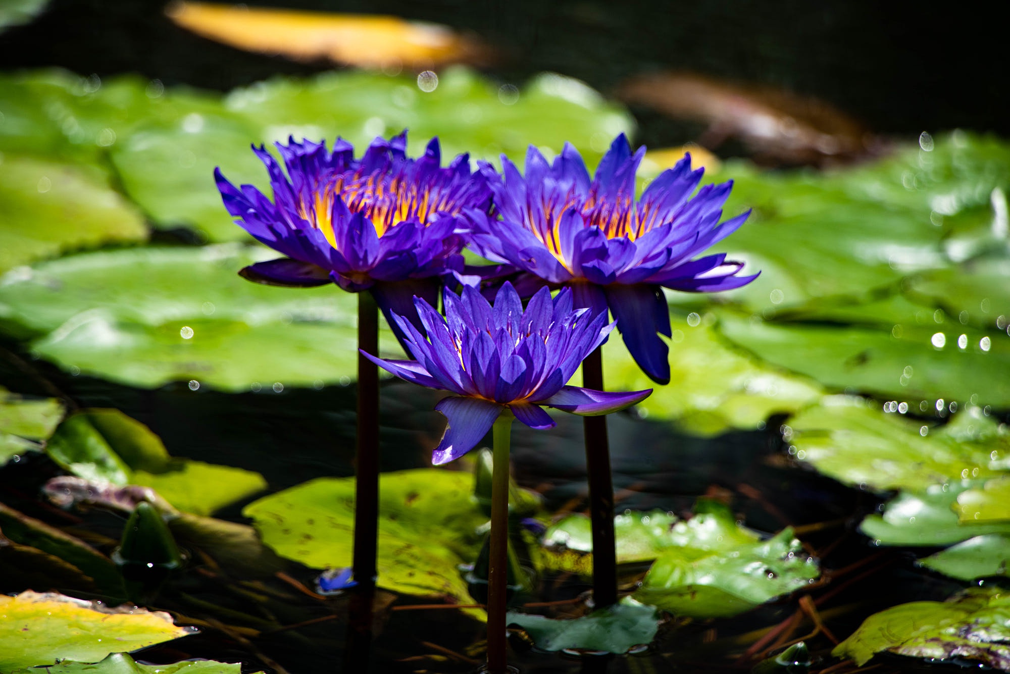 Purple waters. Нимфея водяная Лилия сиреневая. Нимфея фиолетовая. Ирисы нимфеи водяные. Цветы в водоеме голубые.