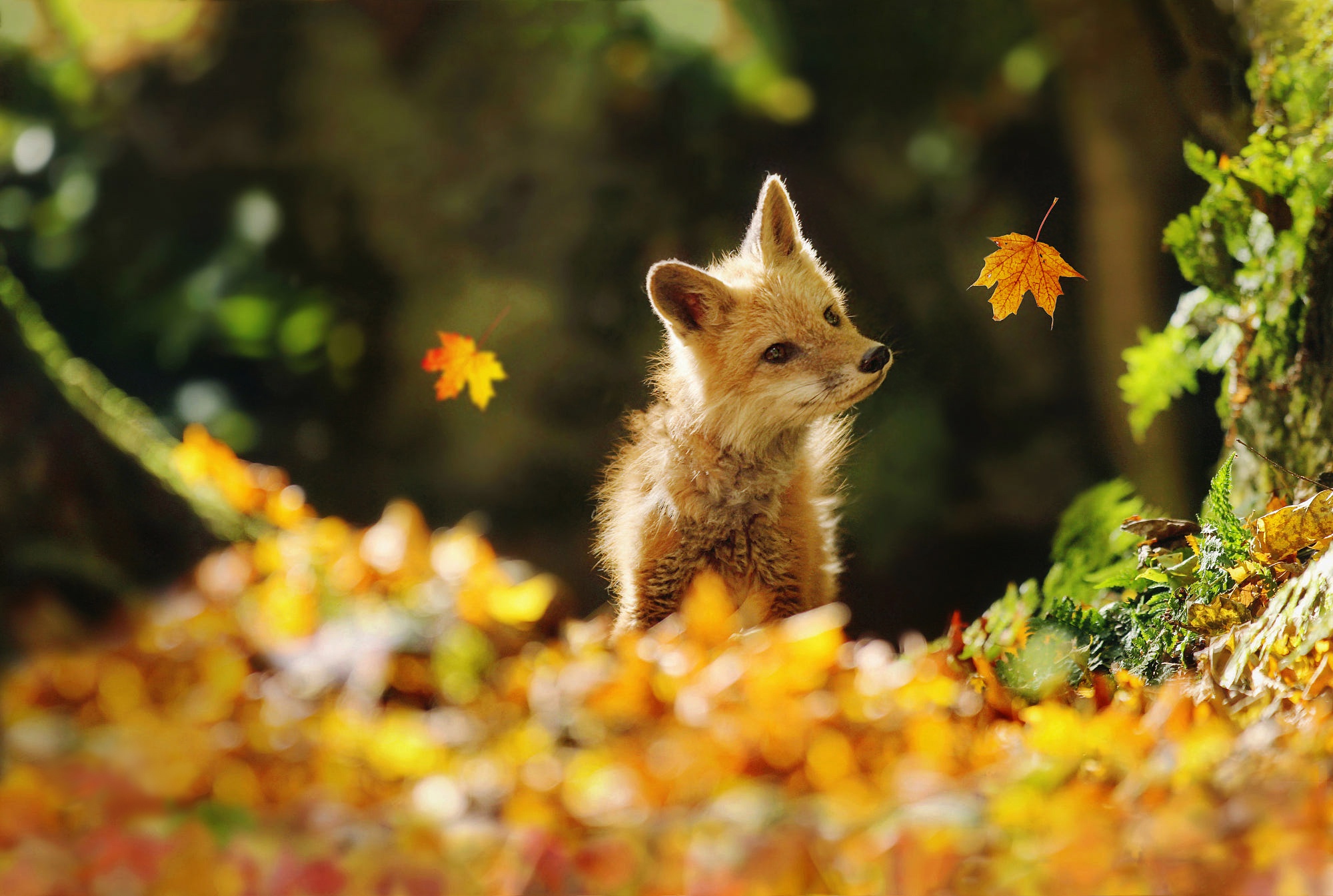 Осенний зверь. Животные осенью. Животные в осеннем лесу. Осенний пейзаж с животными. Животные осенью в лесу.
