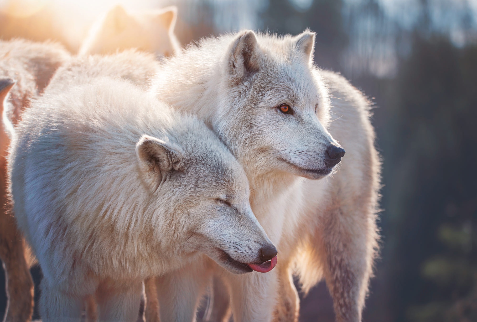 Картинки на стол волки. Canis Lupus tundrarum. Полярный волк стая. Полярный волк стая вожак. Два волка.