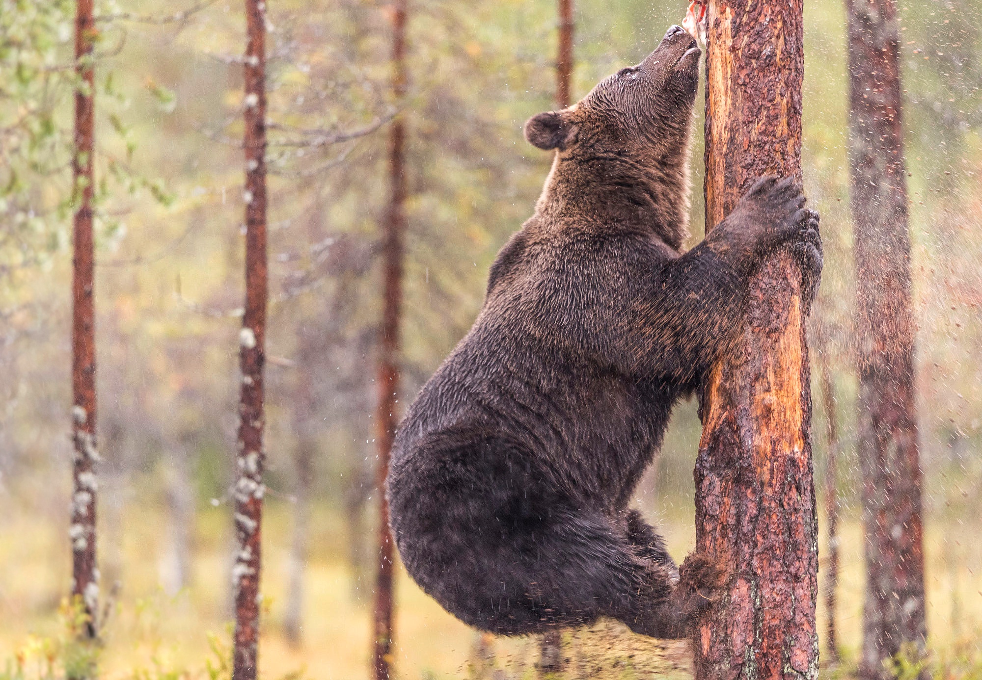 Медведь умеет читать. Медведь на дереве. Медвежонок на дереве. Бурый медведь. Медведь карабкается на дерево.