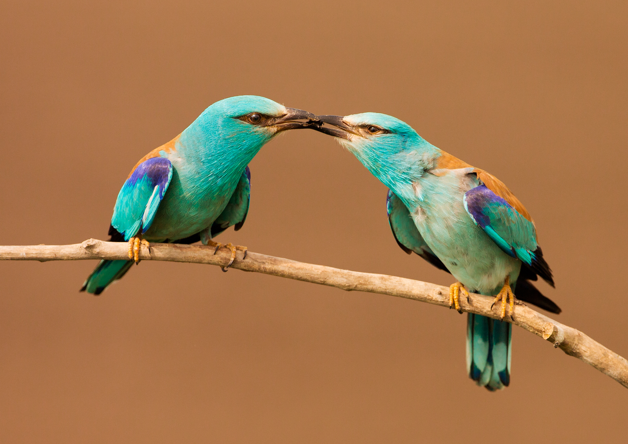 Two birds. Бирюзовая птица. Пара птиц. Две птички. Две красивые птички.