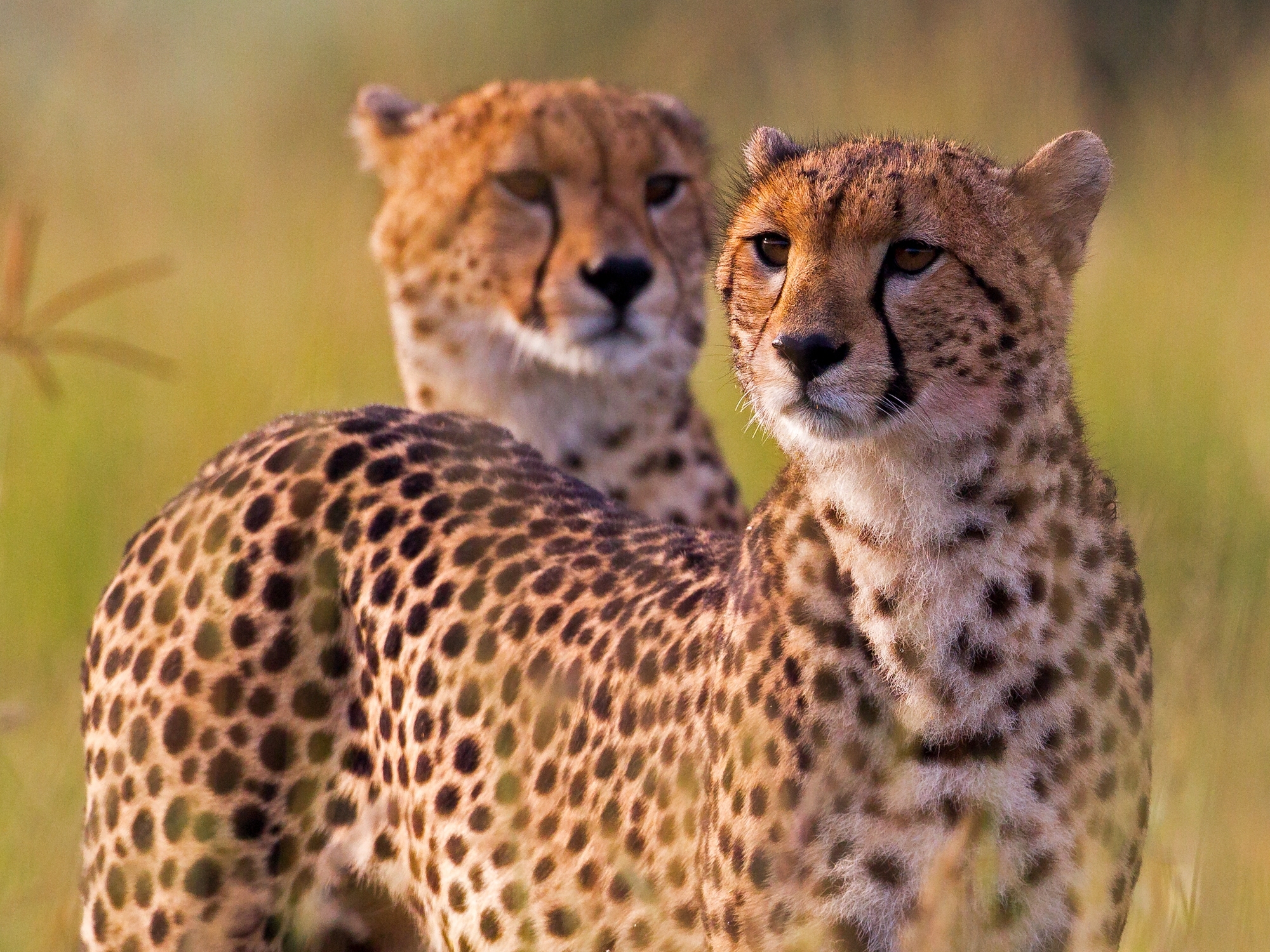 Картинки гепарда. Cheetah (гепард). Гепард Сара. Африканский гепард. Южноафриканский гепард.