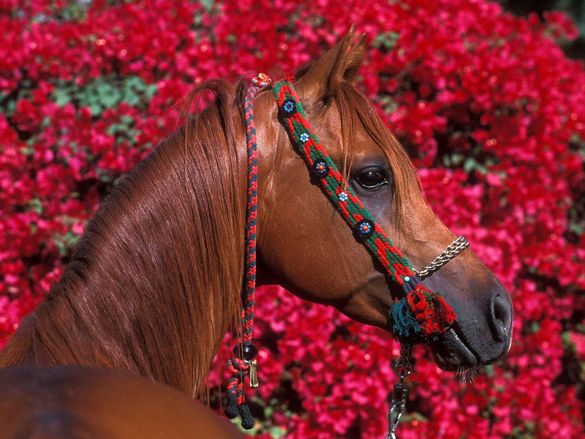 Лошадь красивые слова. Красивые лошади. Самые красивые лошади. Лошадь в цветах. Картинки лошадей красивые.