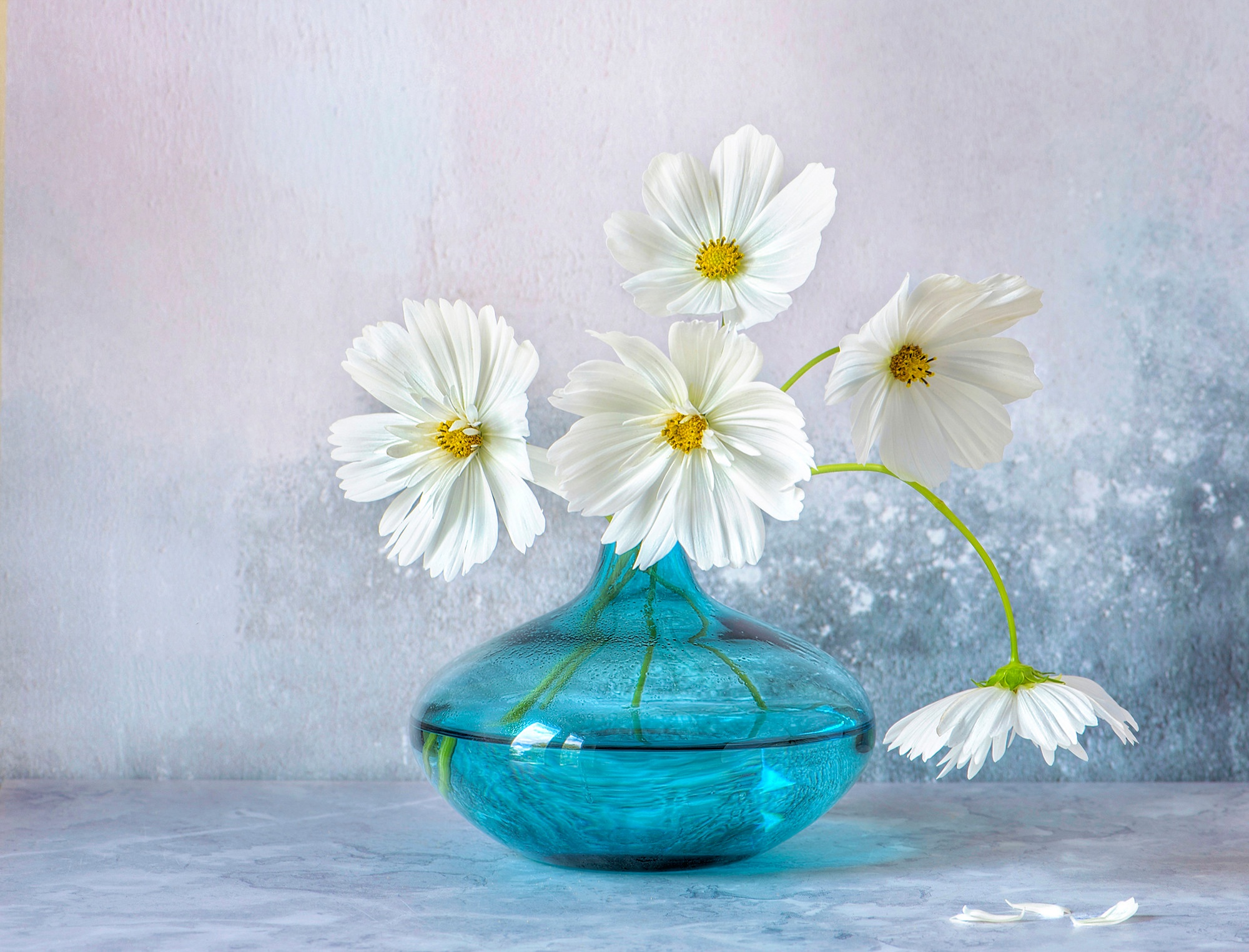 Стеклянный синий цветок. Космея Вайт. Цветы в вазе. Цветы в прозрачной вазе. Ваза с цветком.