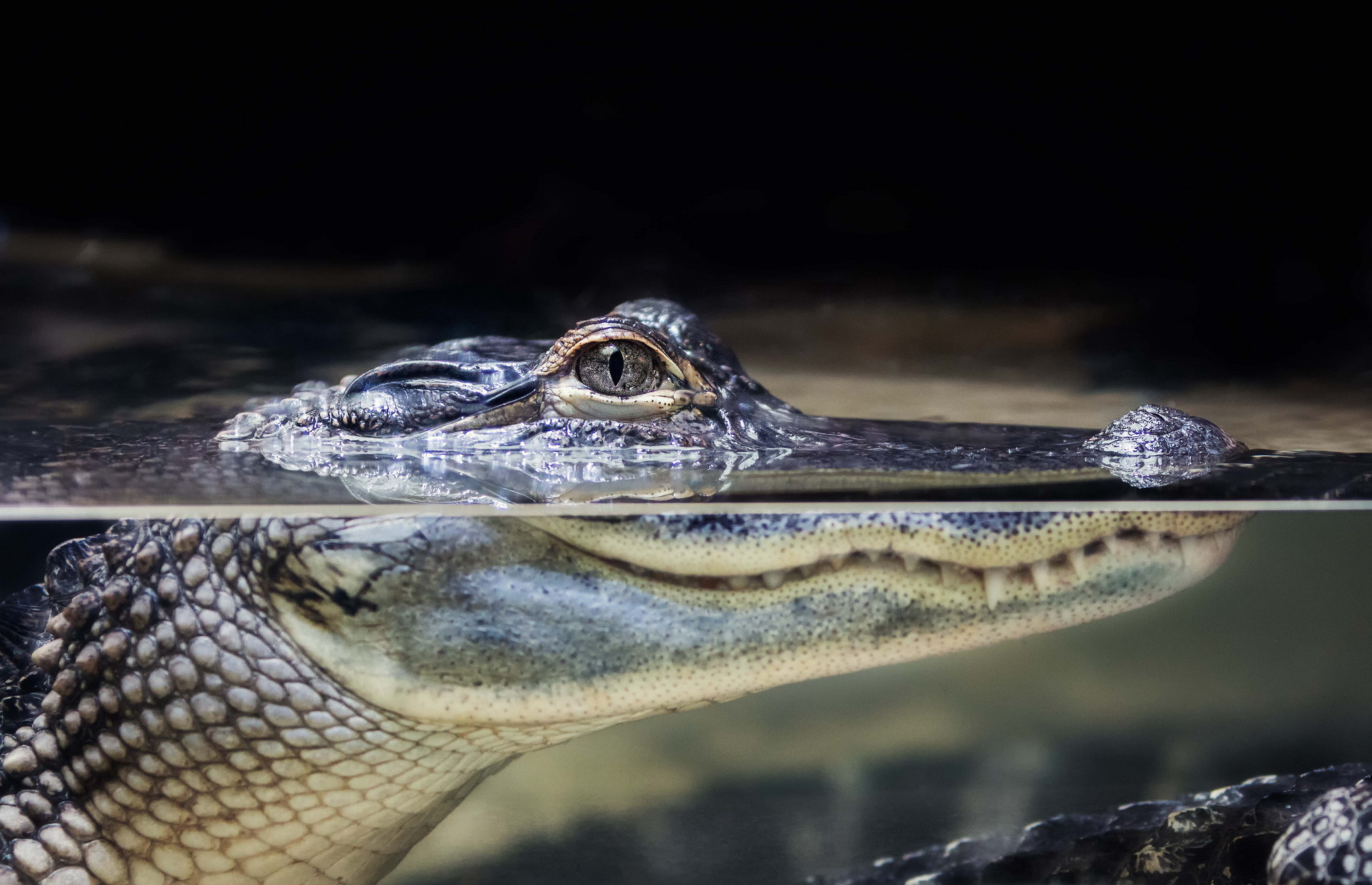 Рептилии живущие в воде. Гавиал крокодил. Пресмыкающиеся Аллигатор. Нильский Кайман. Крокодил Аллигатор Кайман.