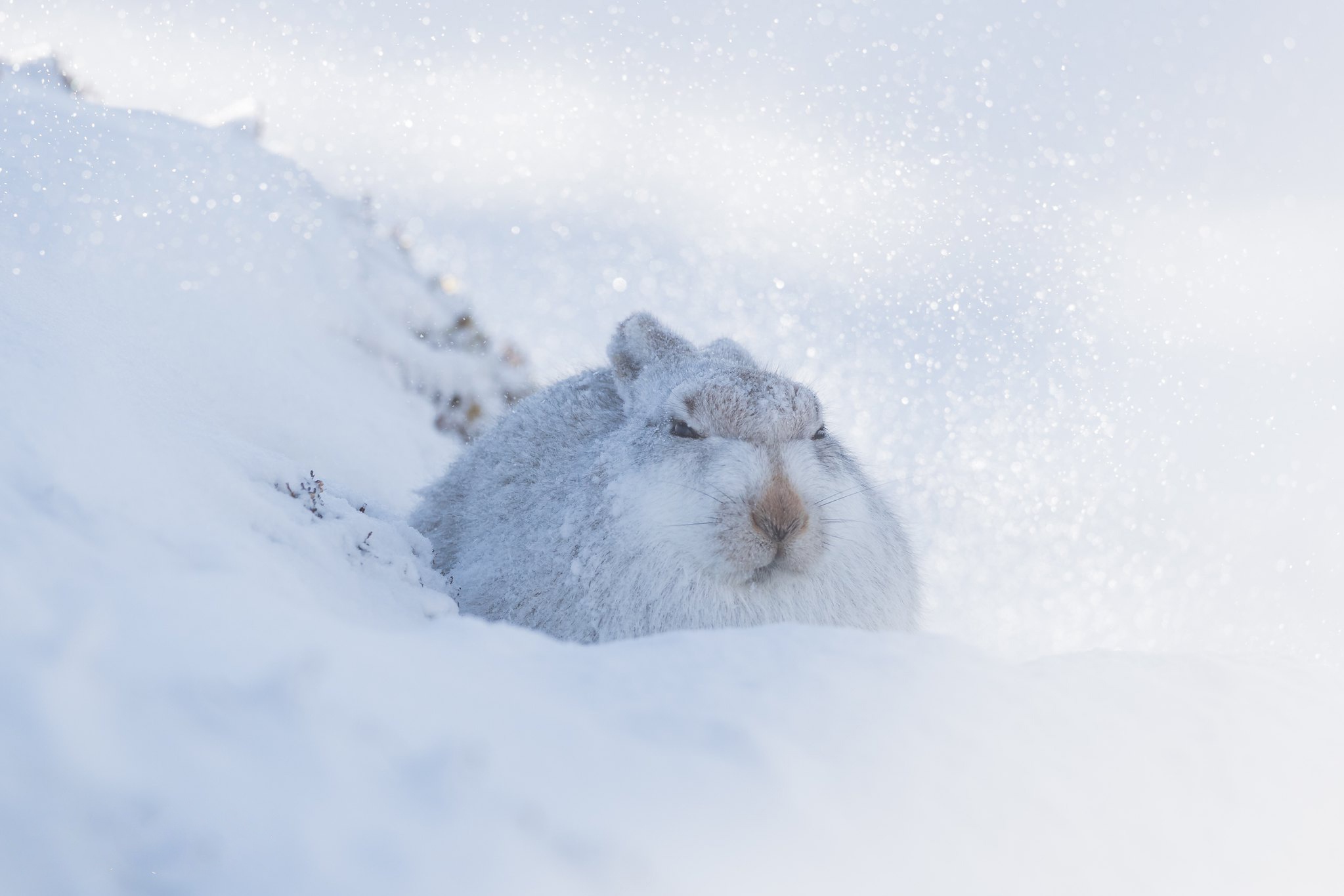 Зайка снегом. Заяц на снегу. Заяц под сугробом. Зайчик зимой. Заяц под снегом.