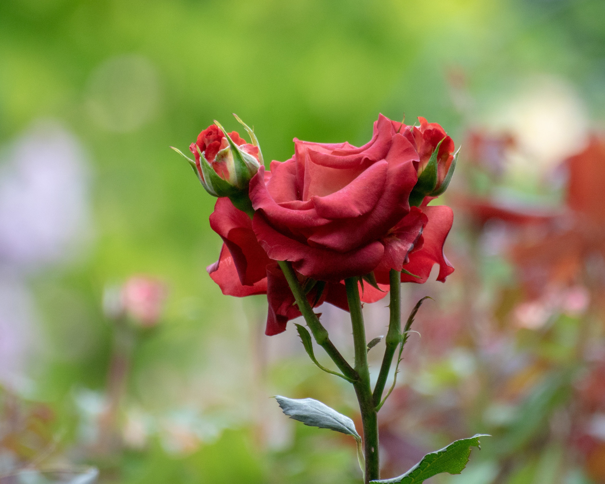 Красные бутоны телеграм. Цветоножка розы. Бутон розы со стеблем. Розы несколько бутонов на стебле.