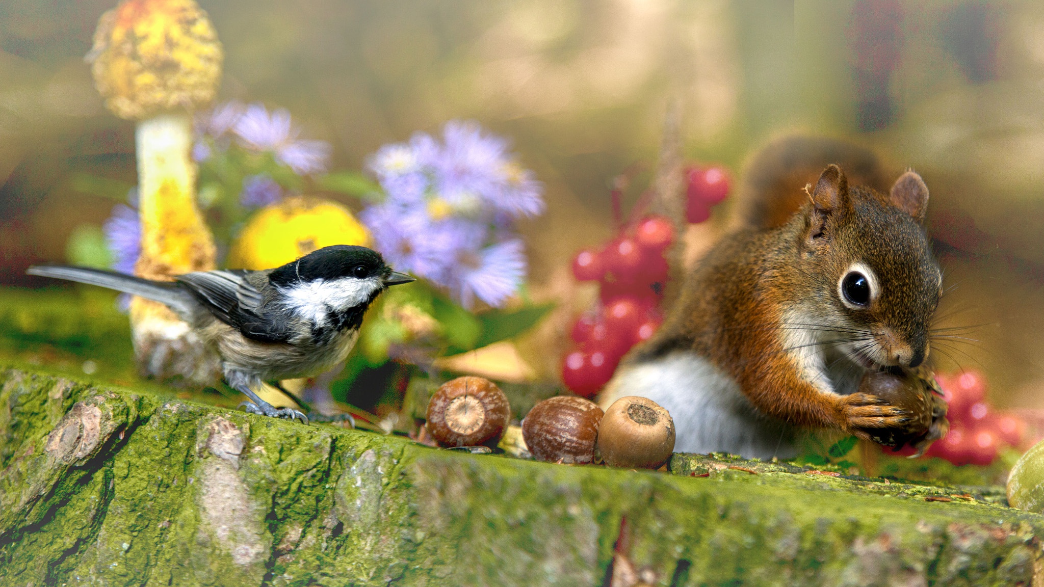 Животные и растительный мир весной. Природа и животные. Красота природы животные. Лето животные. Природа животные птицы.