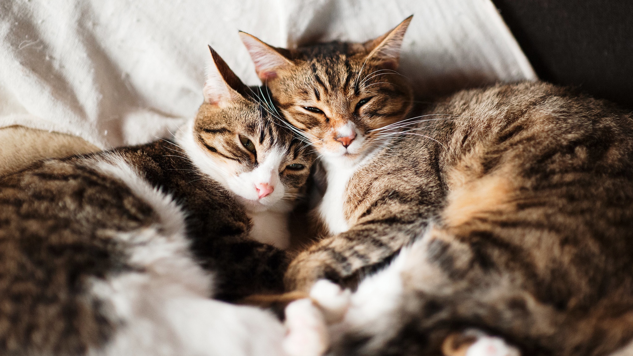 Мире животных про кошку. Котики вместе. Котики обнимаются. Кошки любовь. Кошки в обнимку.