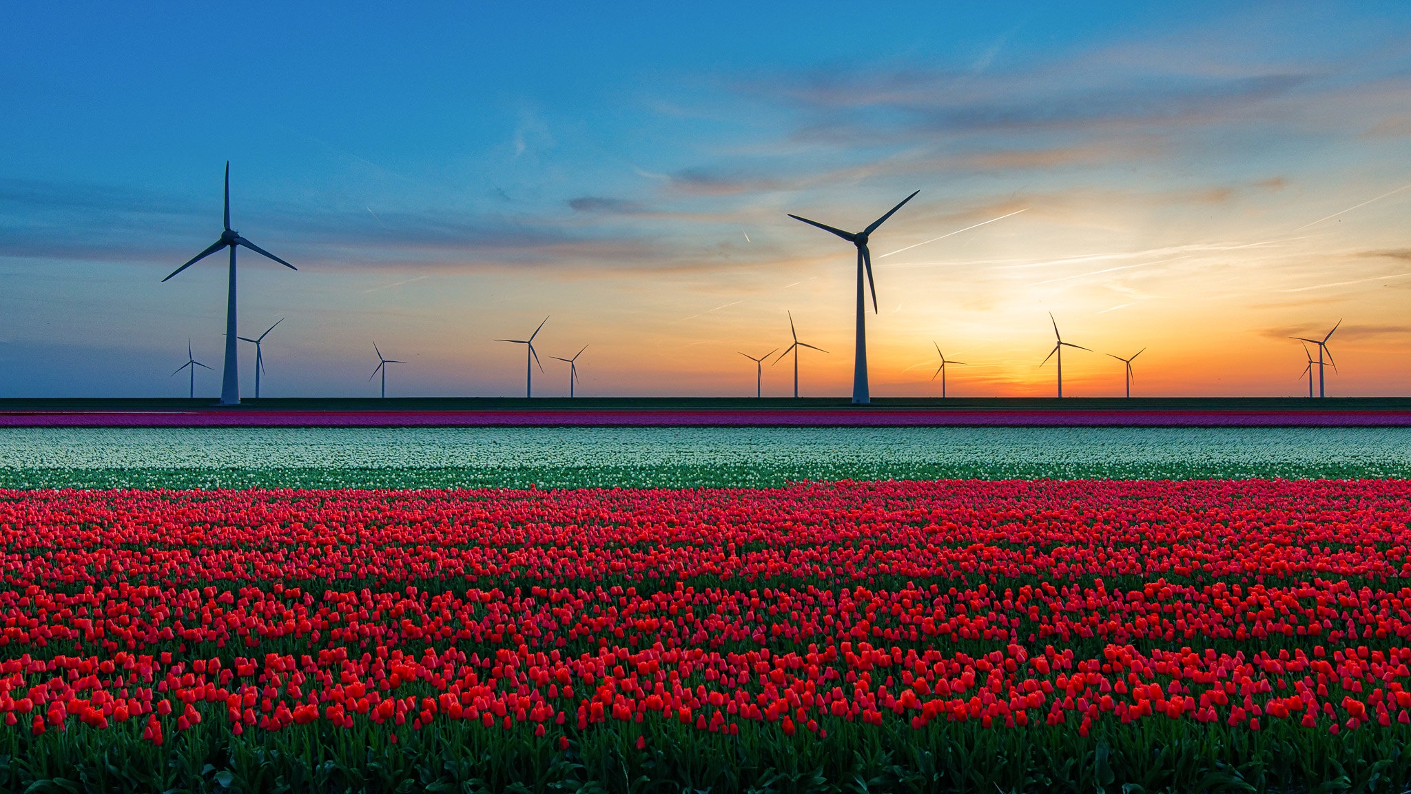 Wind plant. Голландия Ветряные электростанции. Тюльпановое поле в Нидерландах. Ветряки в Голландии. Ветряные мельницы в Голландии в поле.