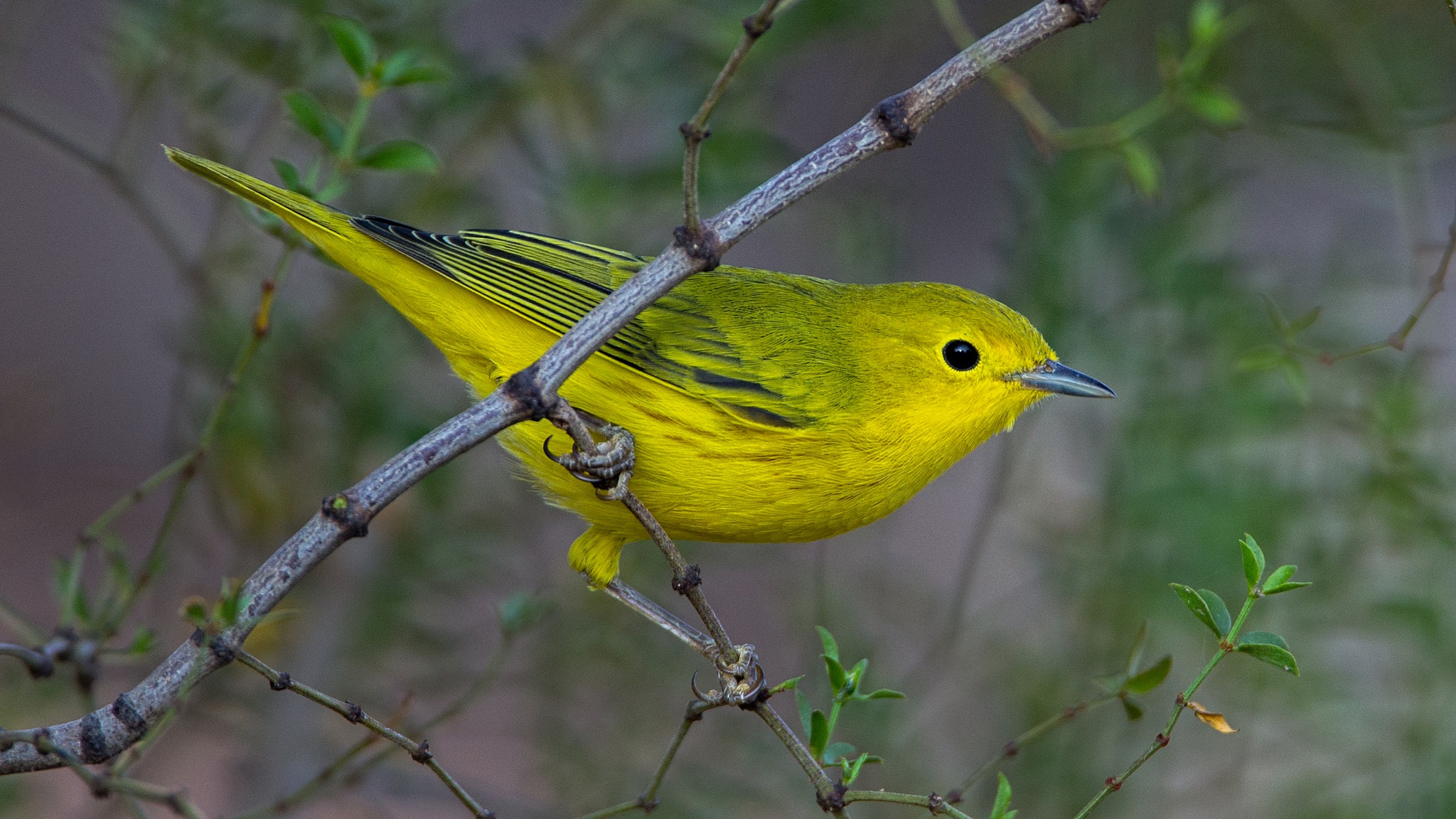 Маленькая желто зеленая птичка