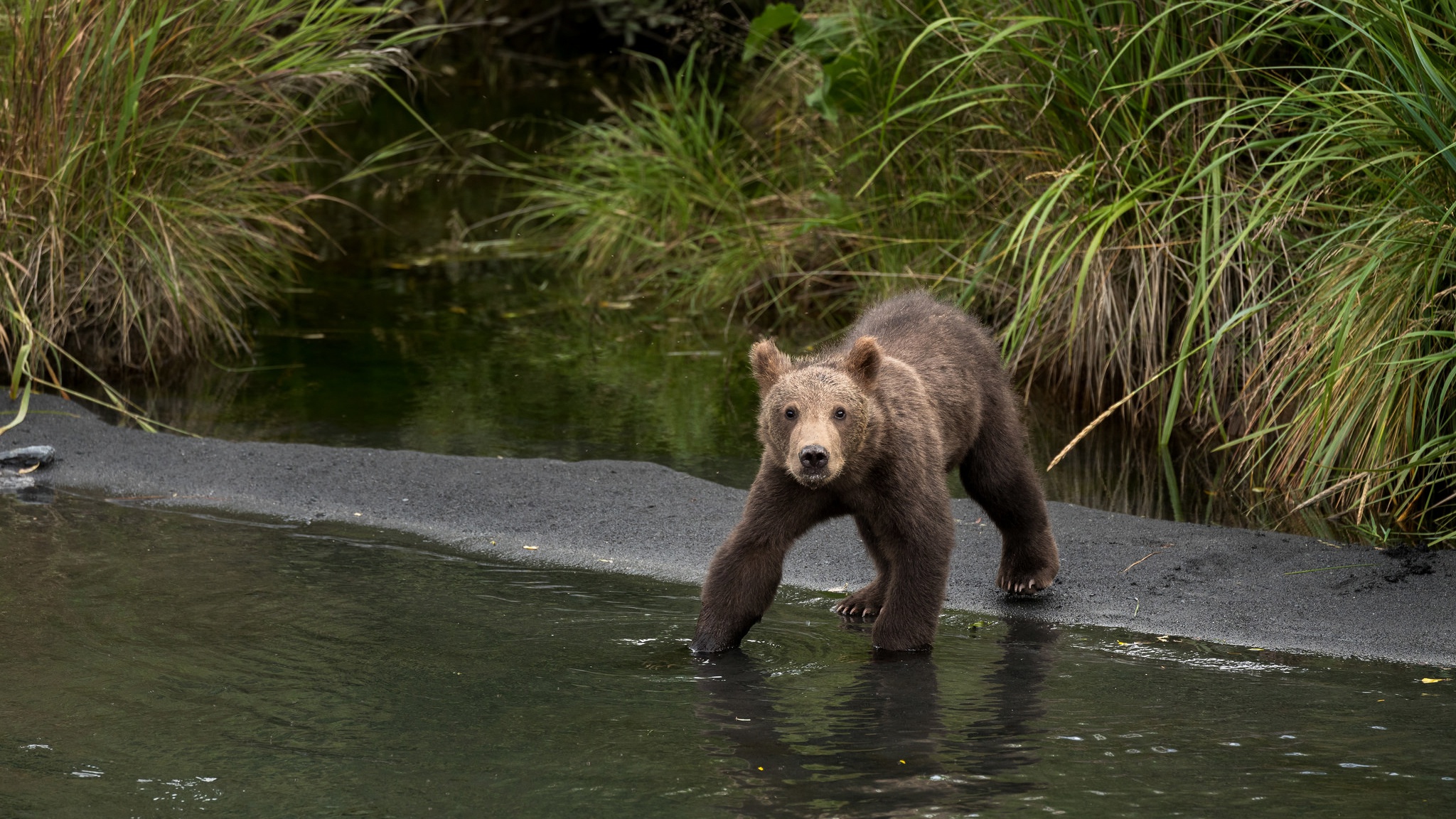 Медведь купается. Медвежонок купается. Бурый медведь плавает. Медведь купается в реке.