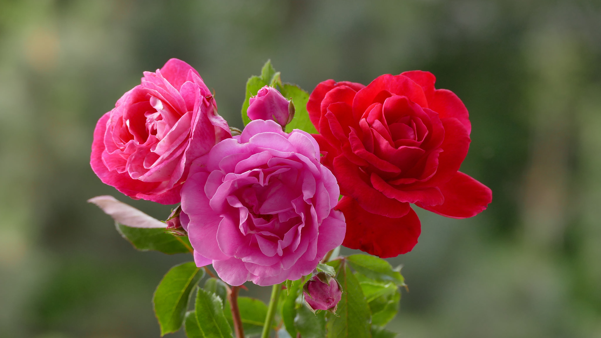 Розе трио. Фото розы с боку. Розочка 18. Картинки розы бутоны трио.