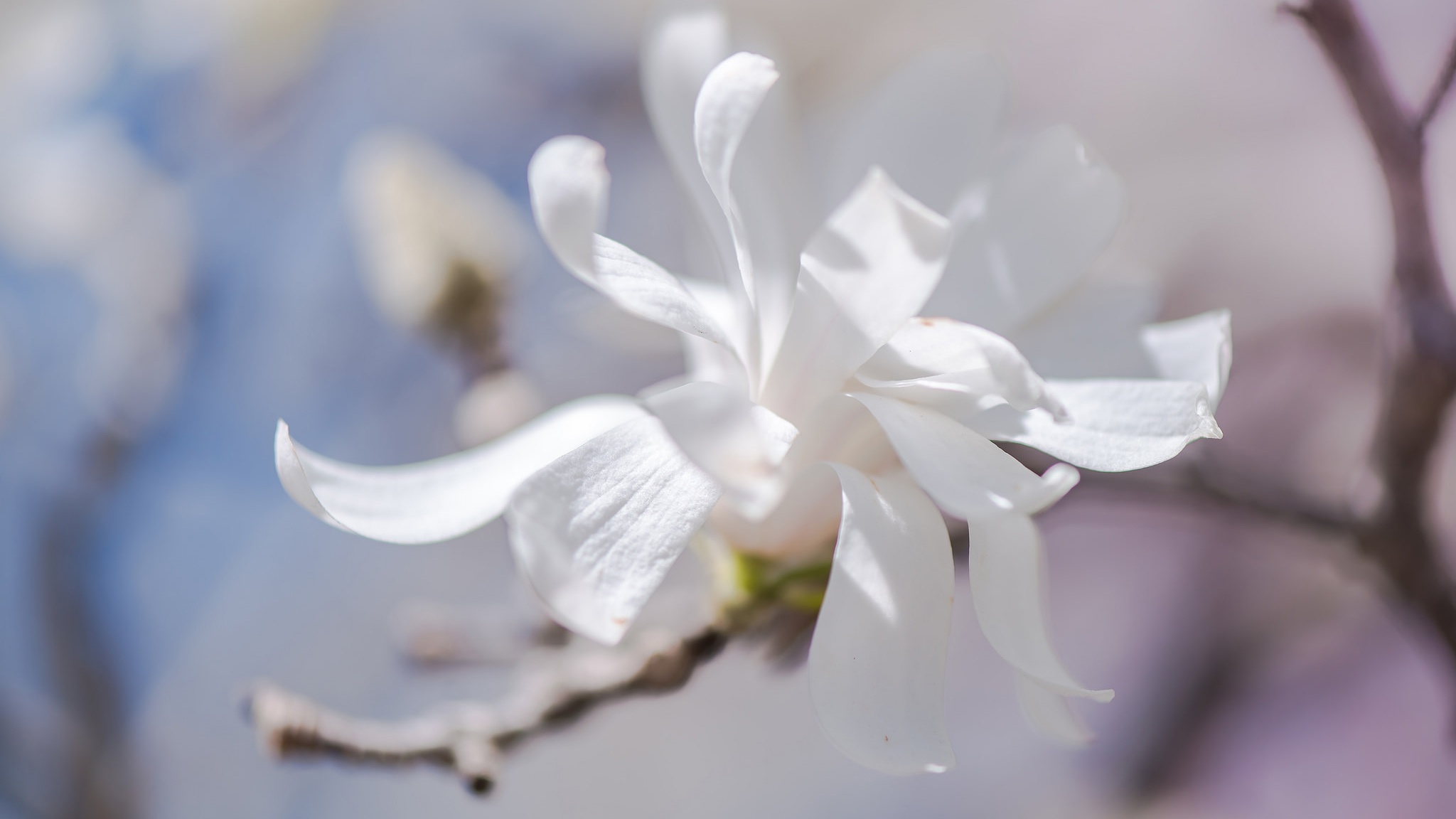 Только показались первые нежно белые. Изящные белые цветы. Нежные белые весенние цветы. Белые весенние лепестки. Нежные белые цветы веточка.