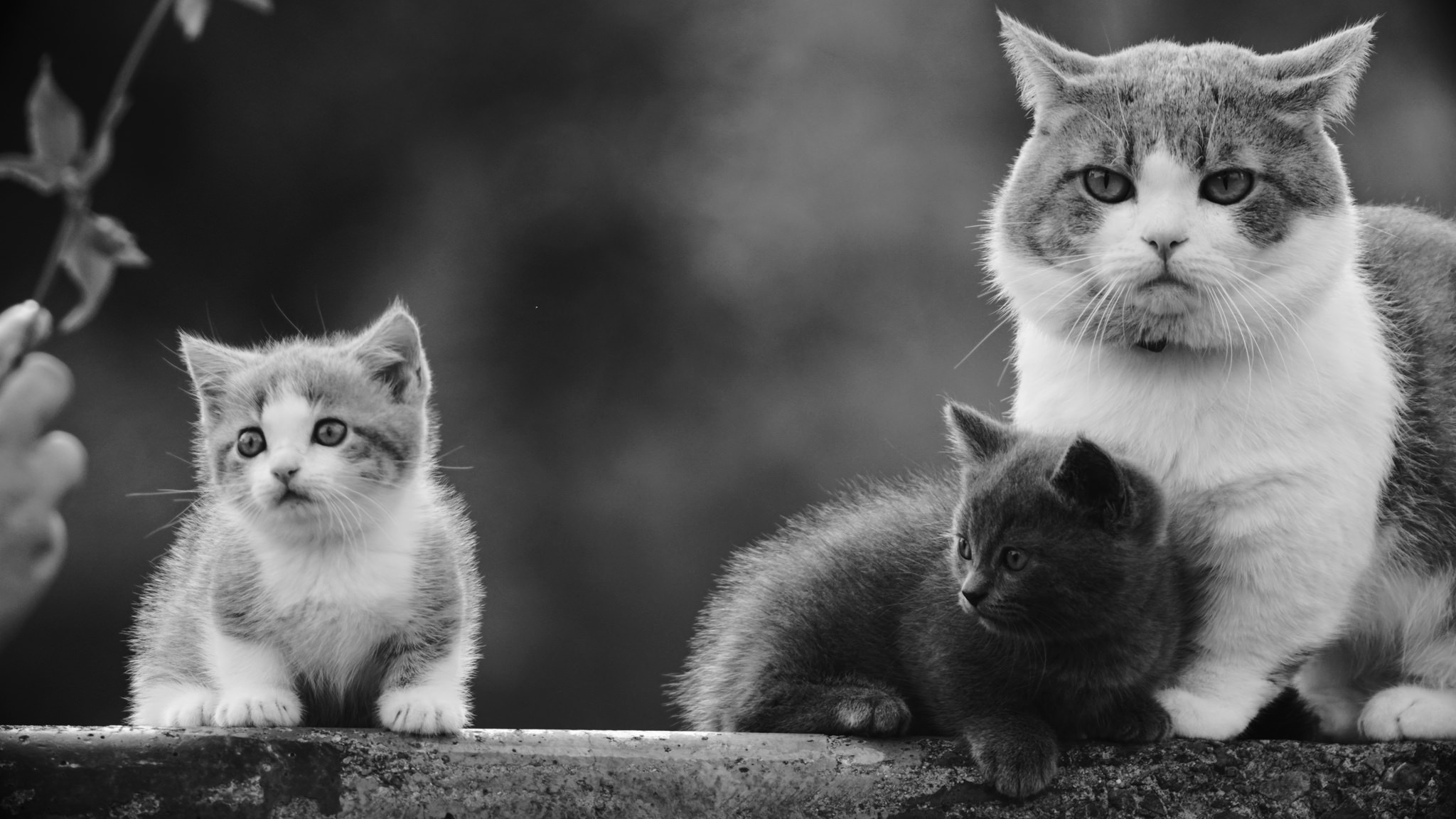 Черно белые картинки котят. Котенок черно-белый. Обои кошки. Котята чёрно белые. Котенок чб.