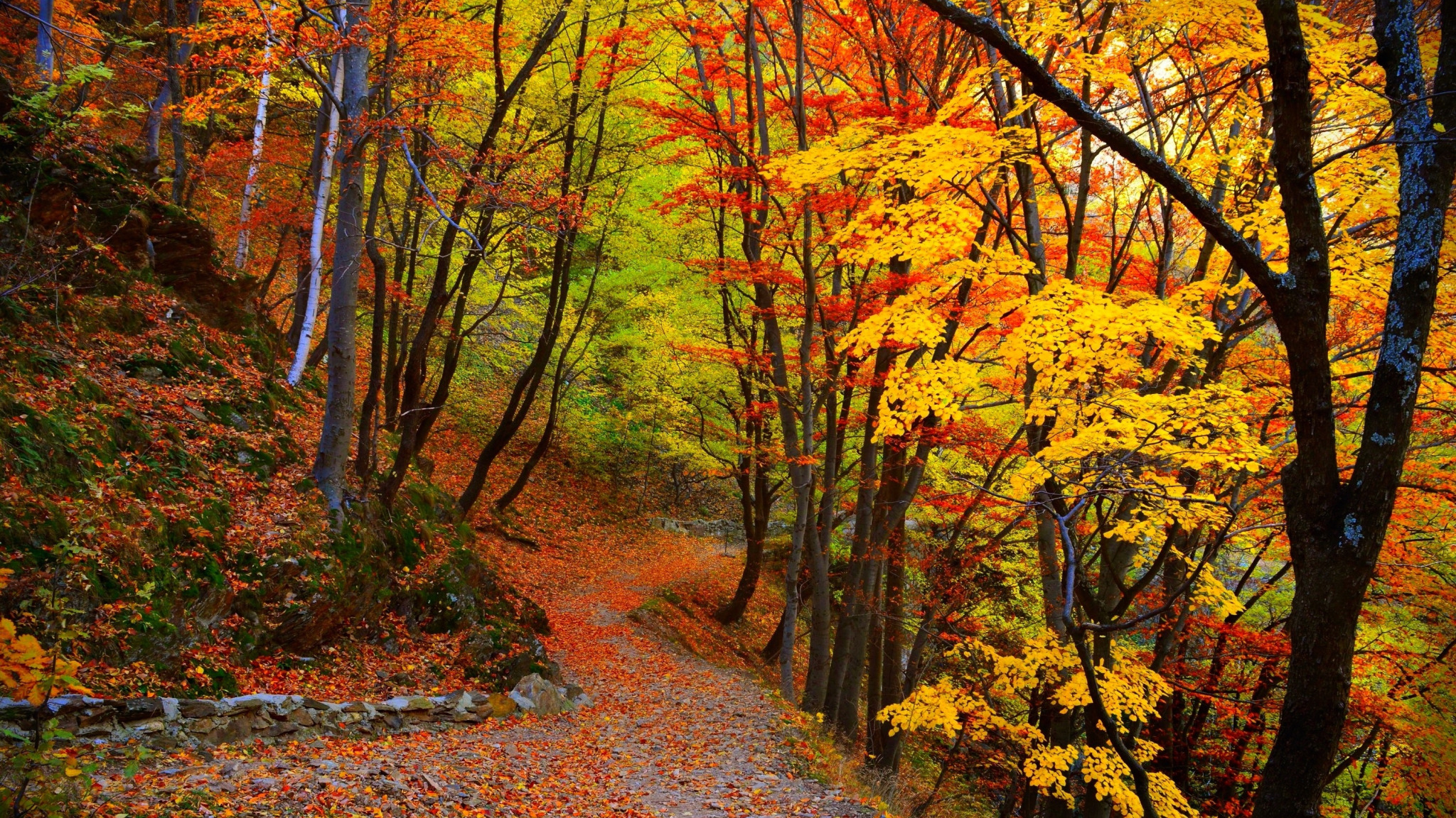 Может ли вас взволновать красота осеннего леса. Природа осень листопад. Осеннее слайд шоу лес. Панно осенний лес.