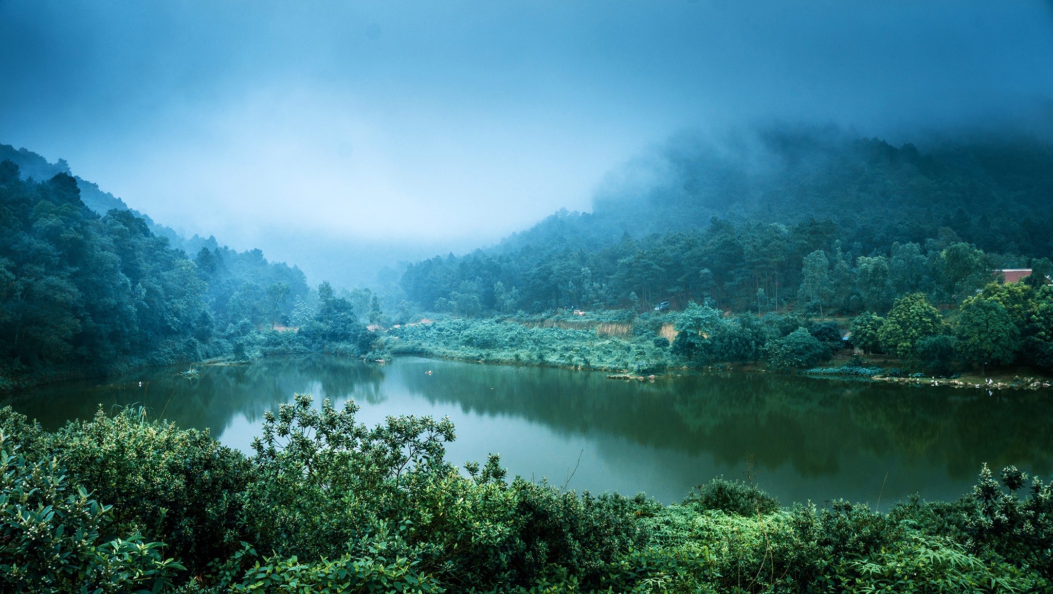 джунгли во вьетнаме