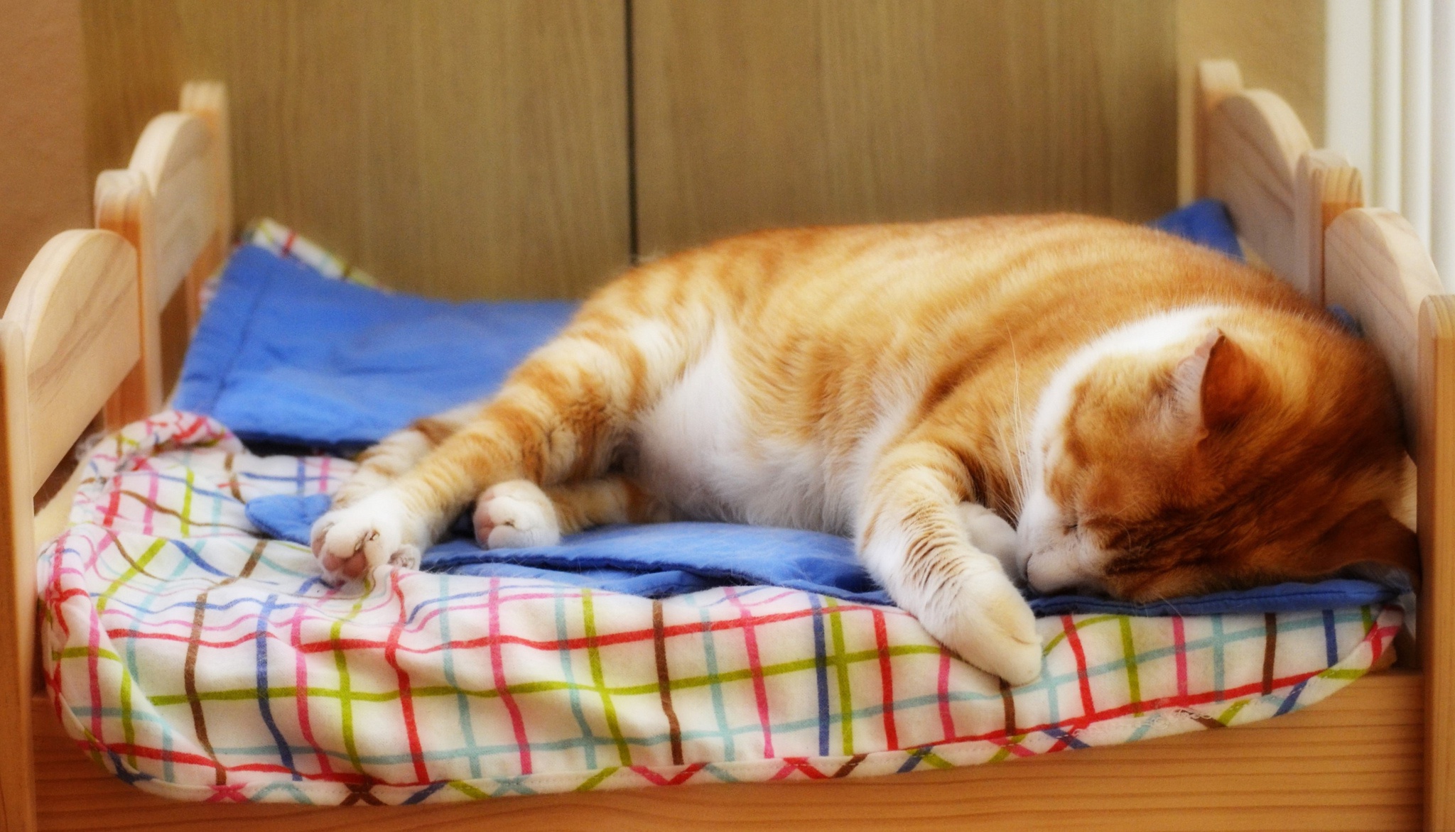 Просто лежу дома. Спящий кот. Спящие кошки. Котик в кровати. Кот-подушка.