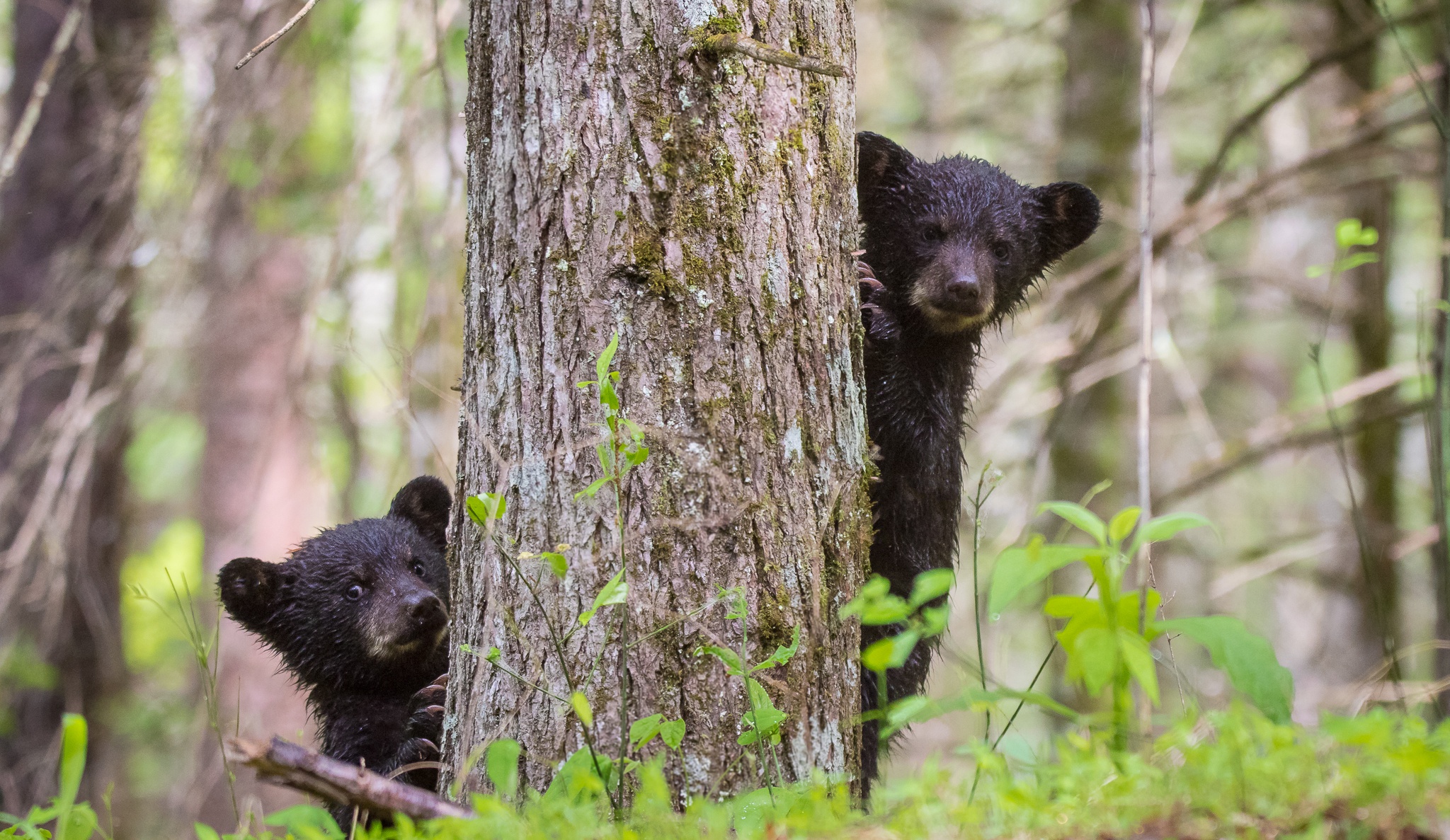 Tree bear