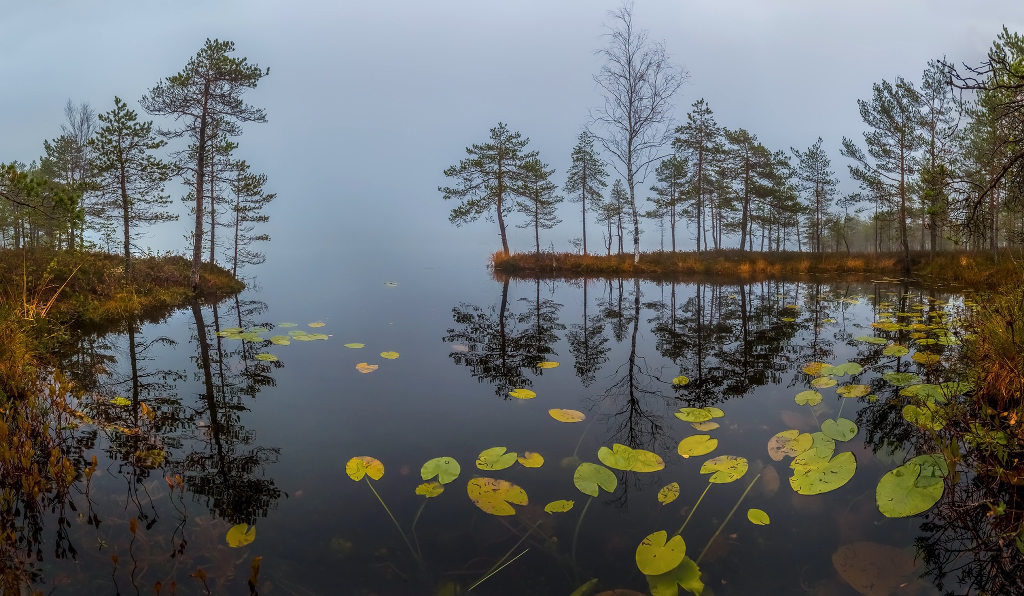 Сосна растет на болоте. Лесные болота Ленинградской области. Озеро в соснах Ленинградская область.