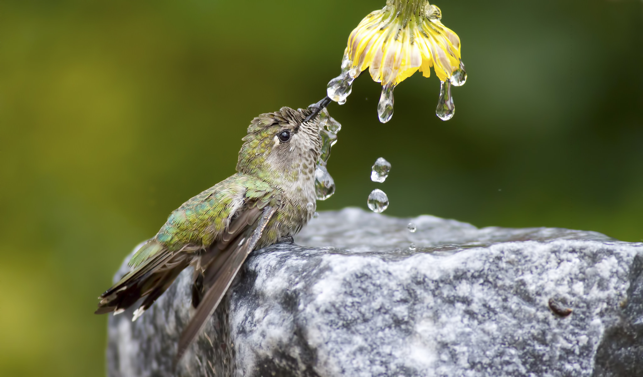 Цветы пьют воду. Птицы. Природа птицы. Живая природа.