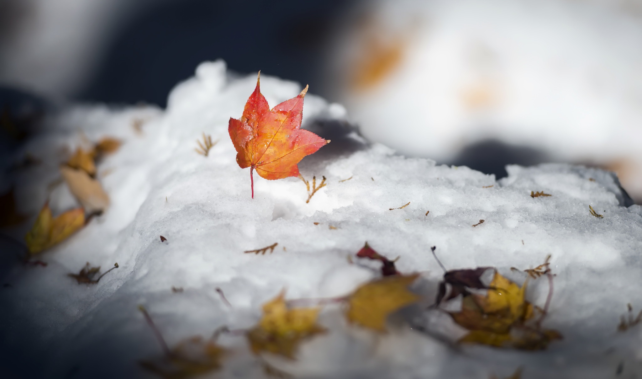 Сугробы листьев. Осенние листья в снегу. Листья под снегом. Осень под снегом. Кленовый лист под снегом.