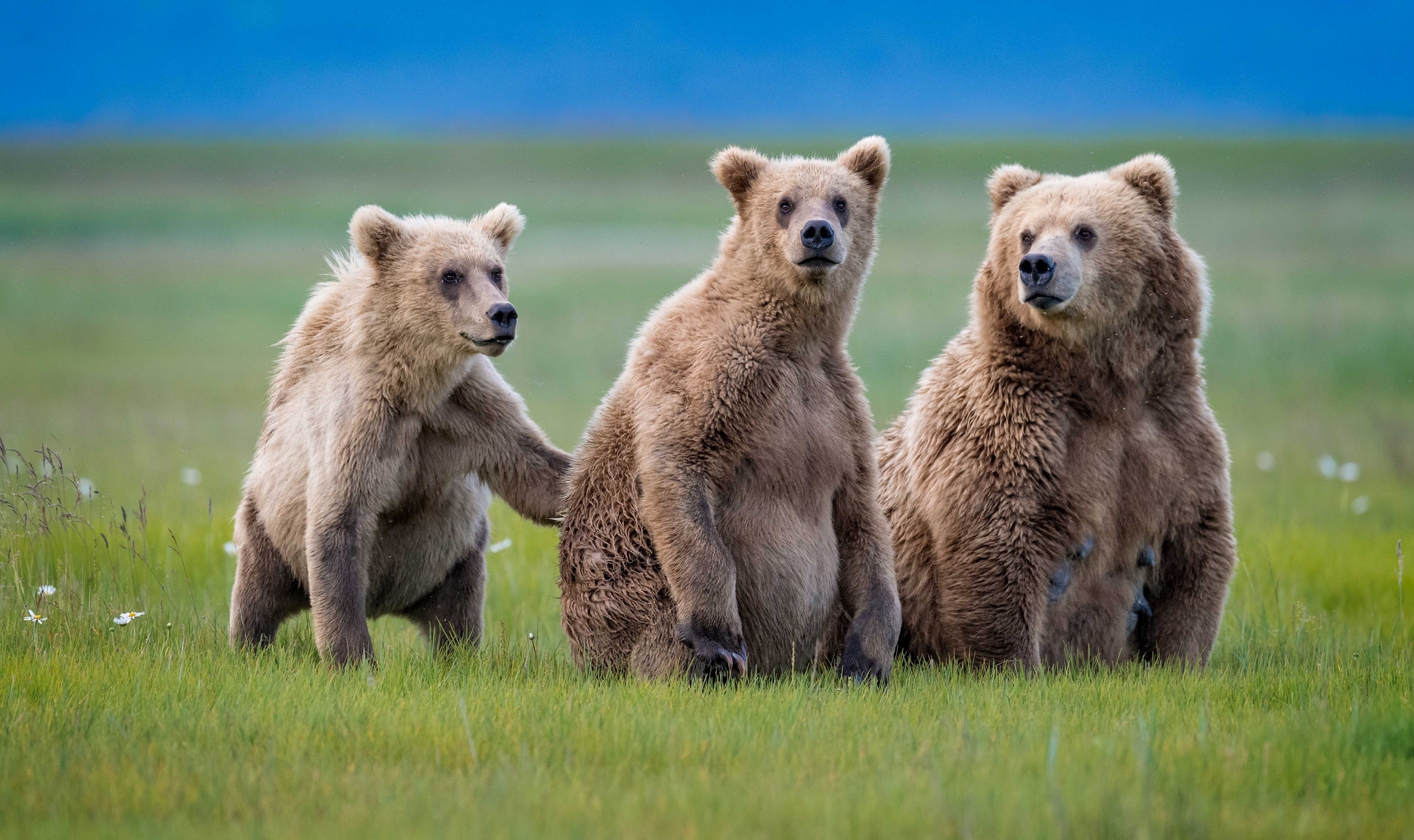 Фотографии 3 медведей