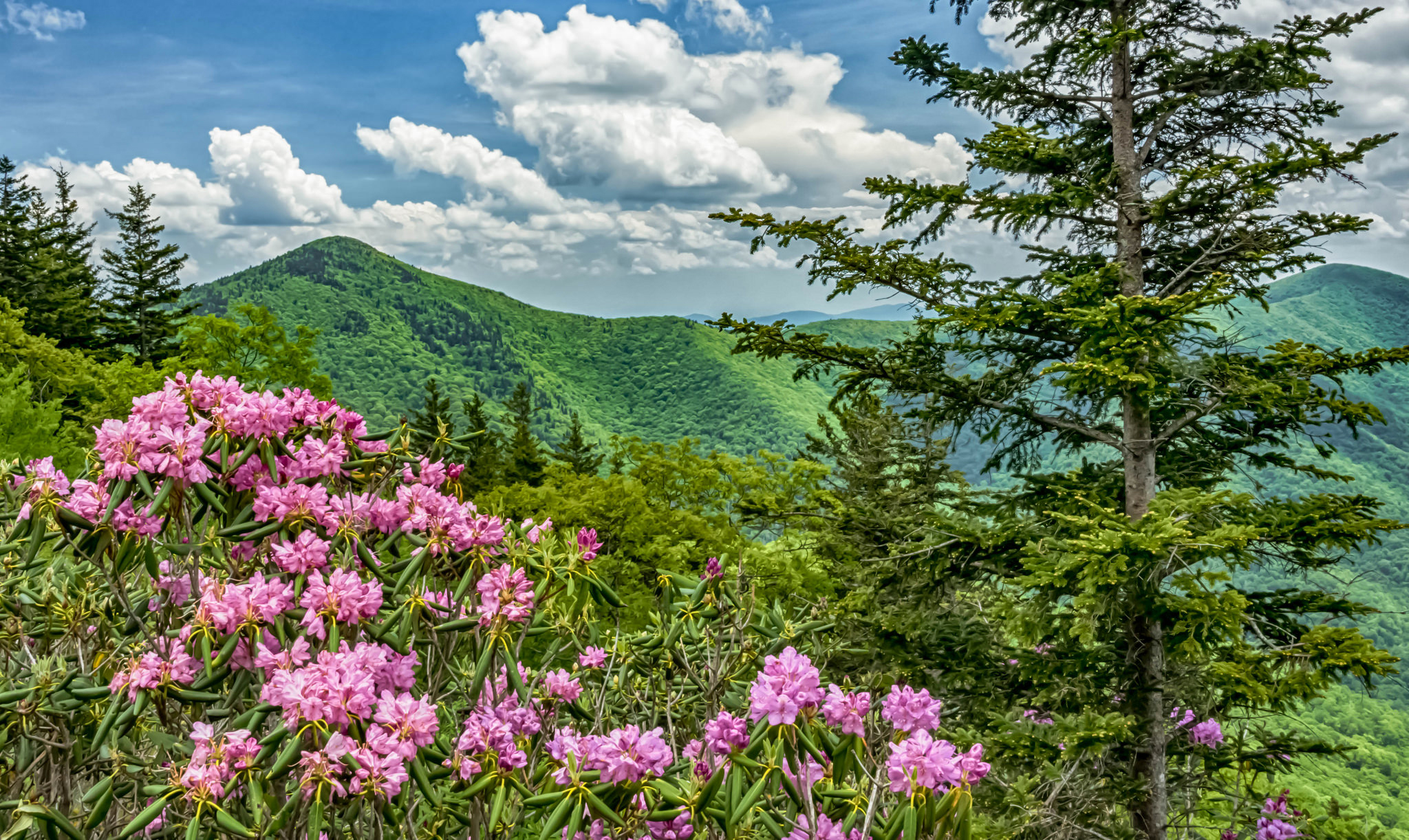 Природа флоры. Цветет горный рододендрон Саяны. Рододендрон Кузнецкого Алатау. Багульник Забайкальский. Рододендрон в Альпах.