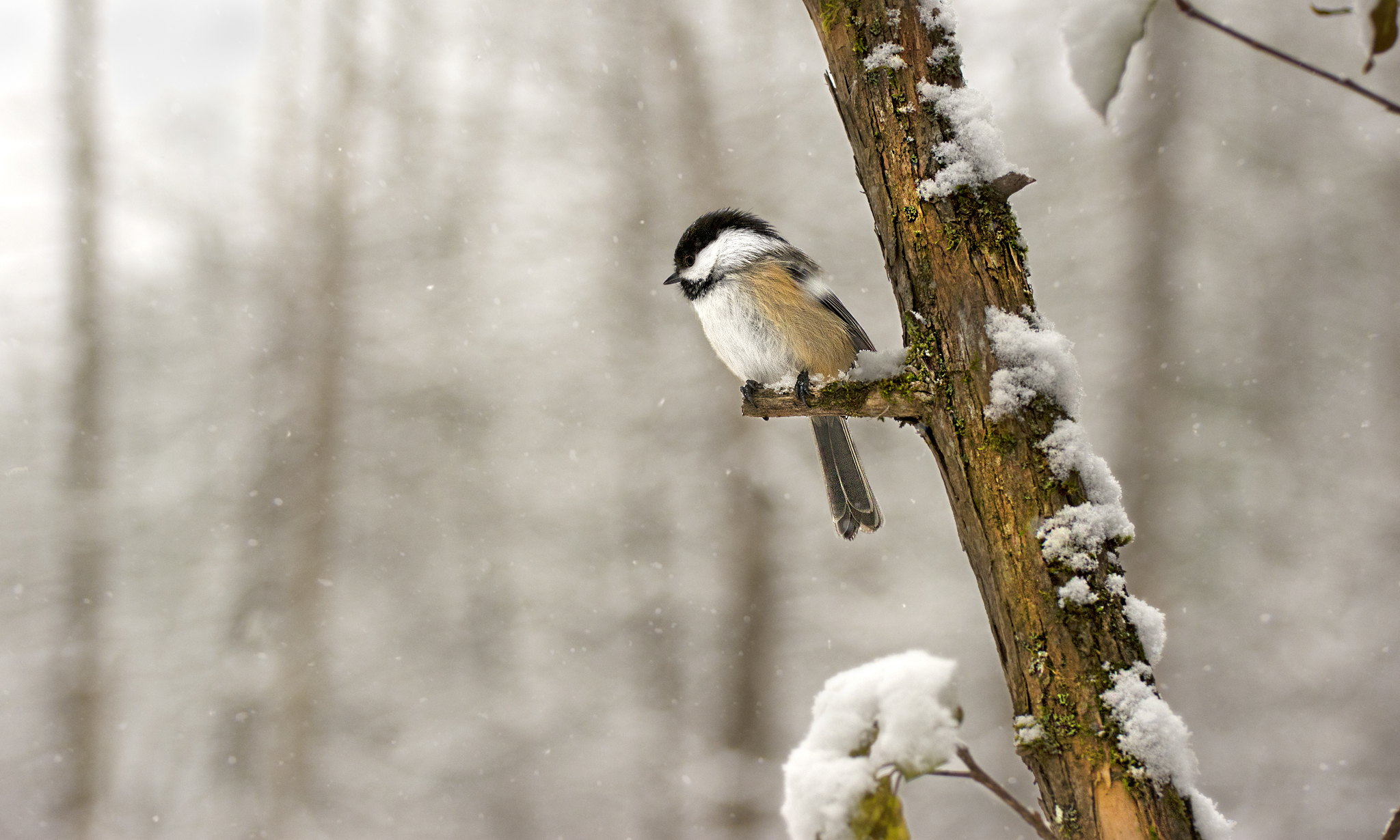 Синицы прилетают на зиму. Птицы зимой. Птицы зимнего леса. Зима лес птицы. Синичка зимой.