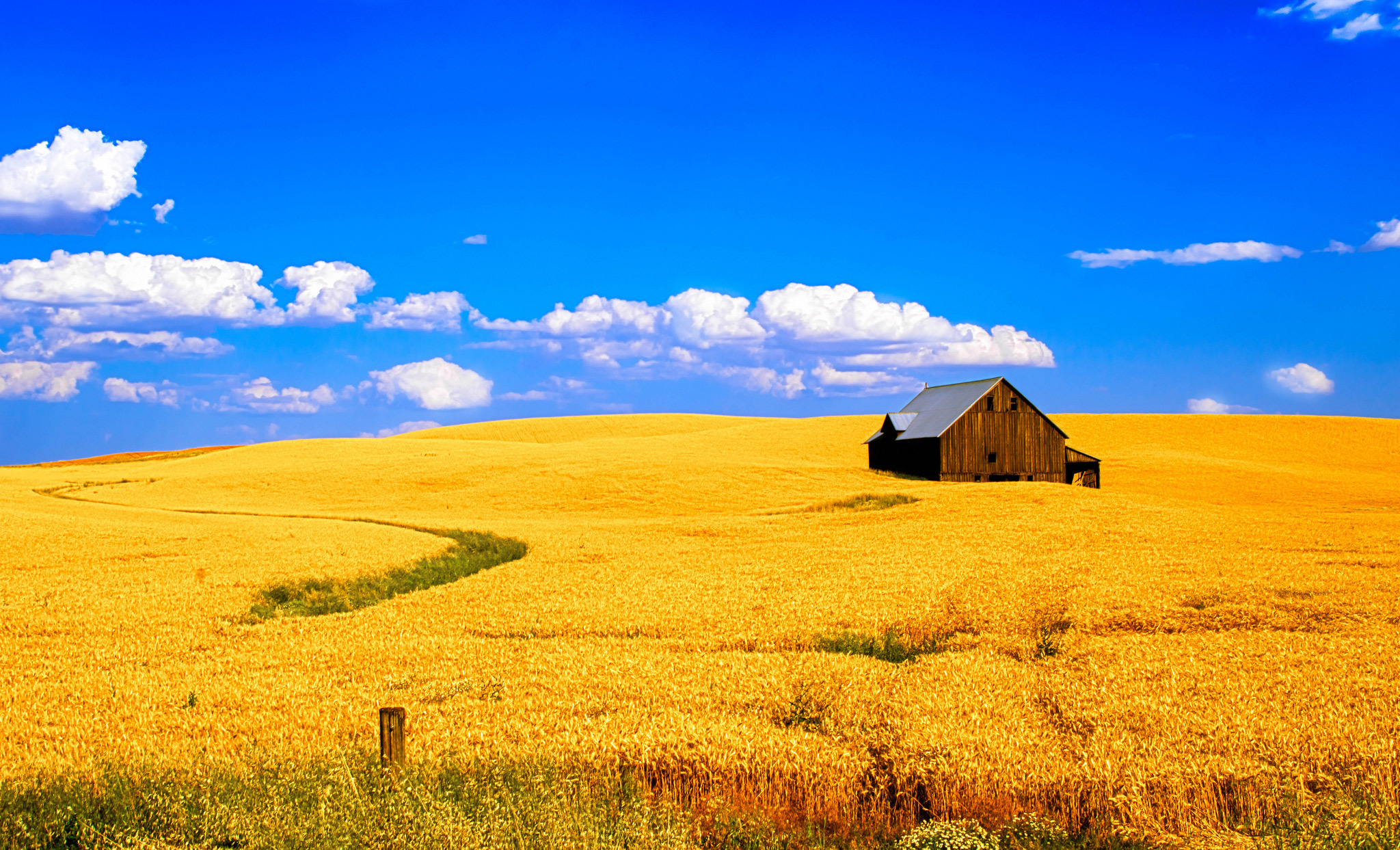 Пона в поле. Ржаное поле Украина. Поле пшеницы Украина. Дом в степи. Украина природа.