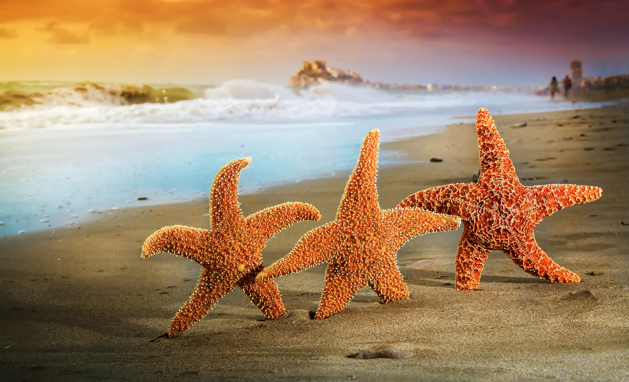 Включи звезда берег. Солястер морская звезда. Морская звезда красивая. Море пляж морская звезда. Морская звезда в море.