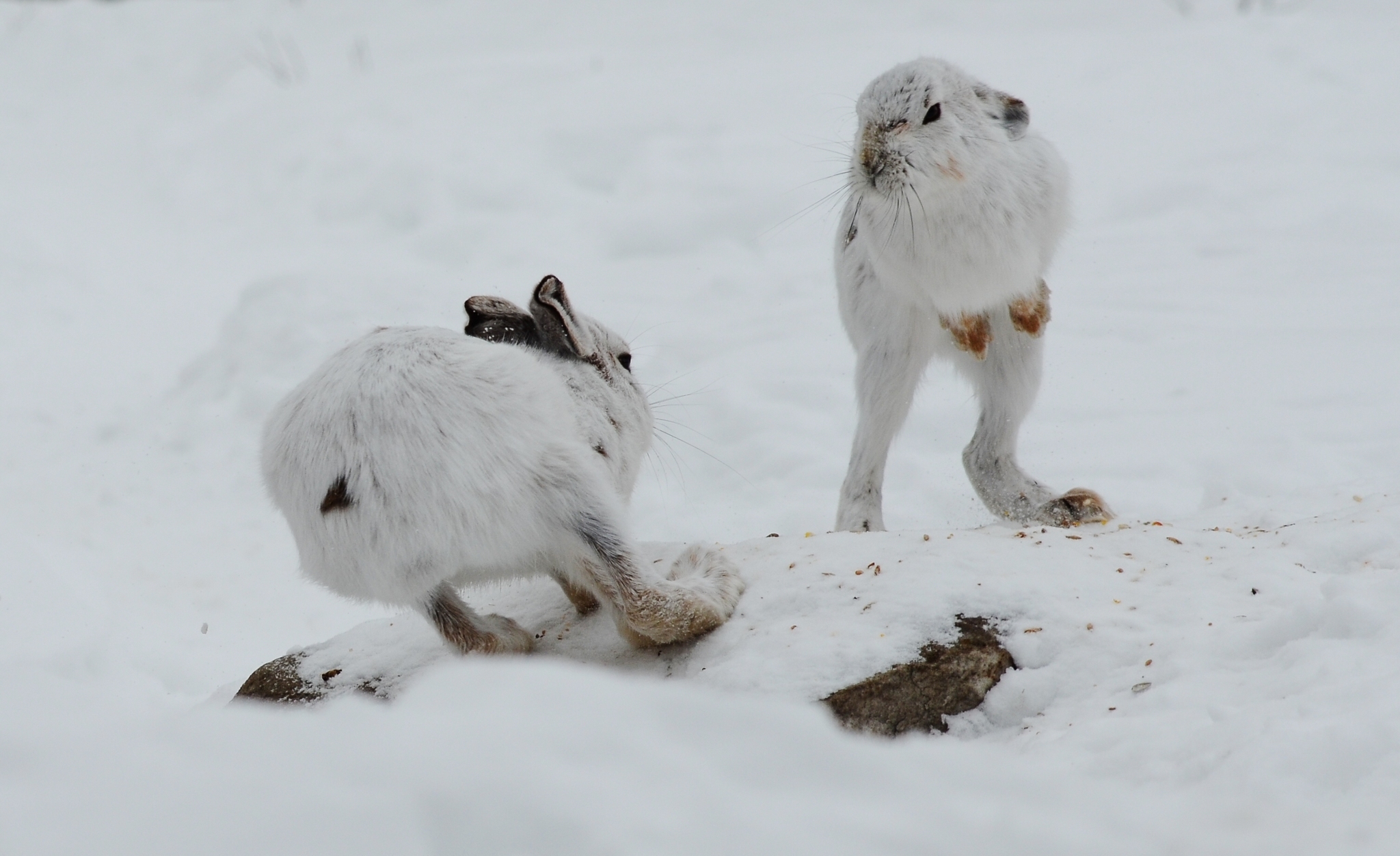Заяц в сугробе. Заяц зимой. Заяц на снегу. Животные в снегу. Кролик в снегу.
