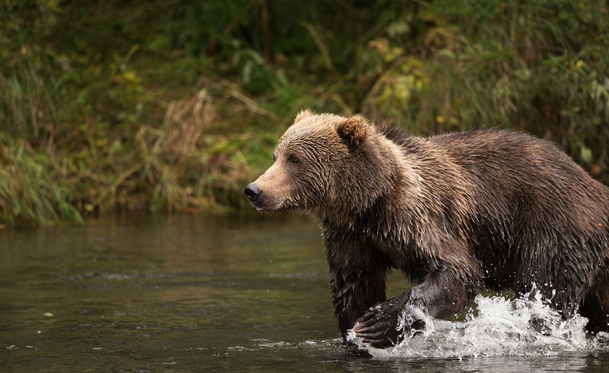 Медведь купается. Бурый медведь купается. Бурый медведь плавает. Медведь плавает. Медведь плывет.