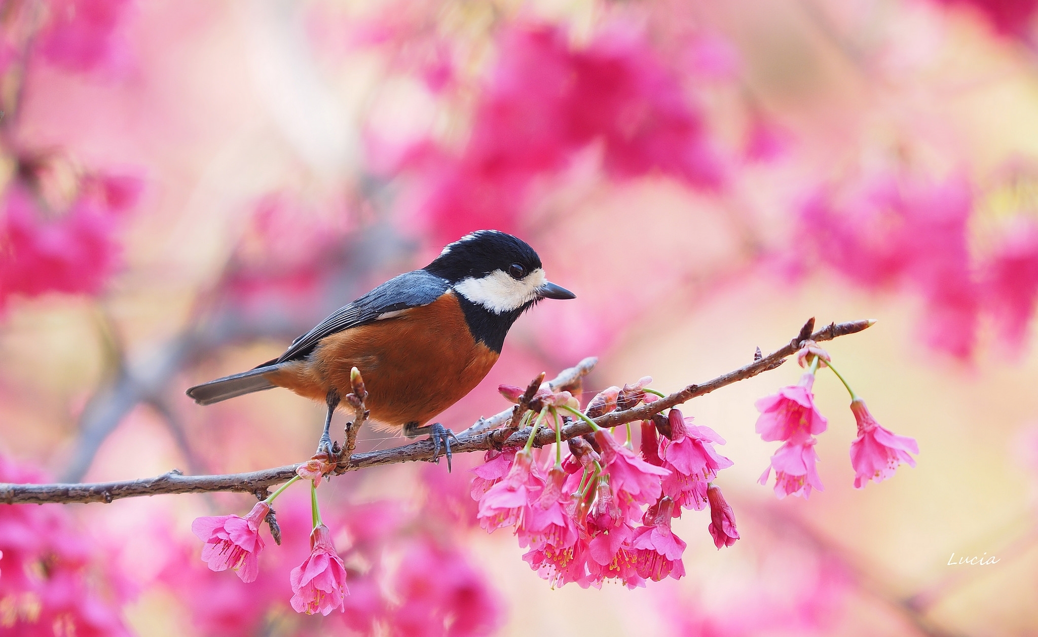 Весенняя песнь птиц. Птицы весной. Красивые птицы на ветке. Весенние птички.
