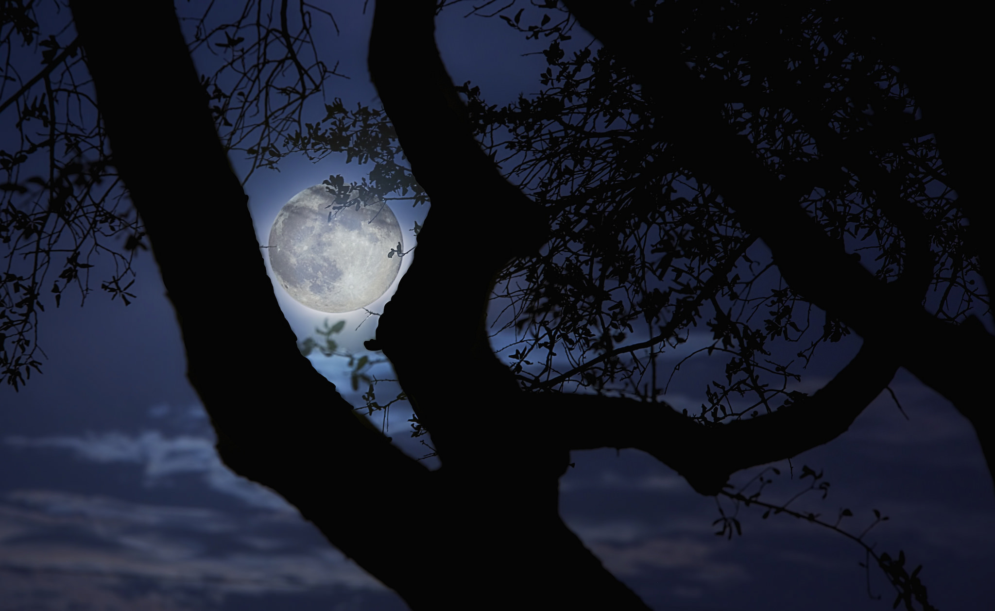Луна сквозь деревья. Дерево ночью. Лунные деревья. Луна в ветках деревьев. Лунная ночь.