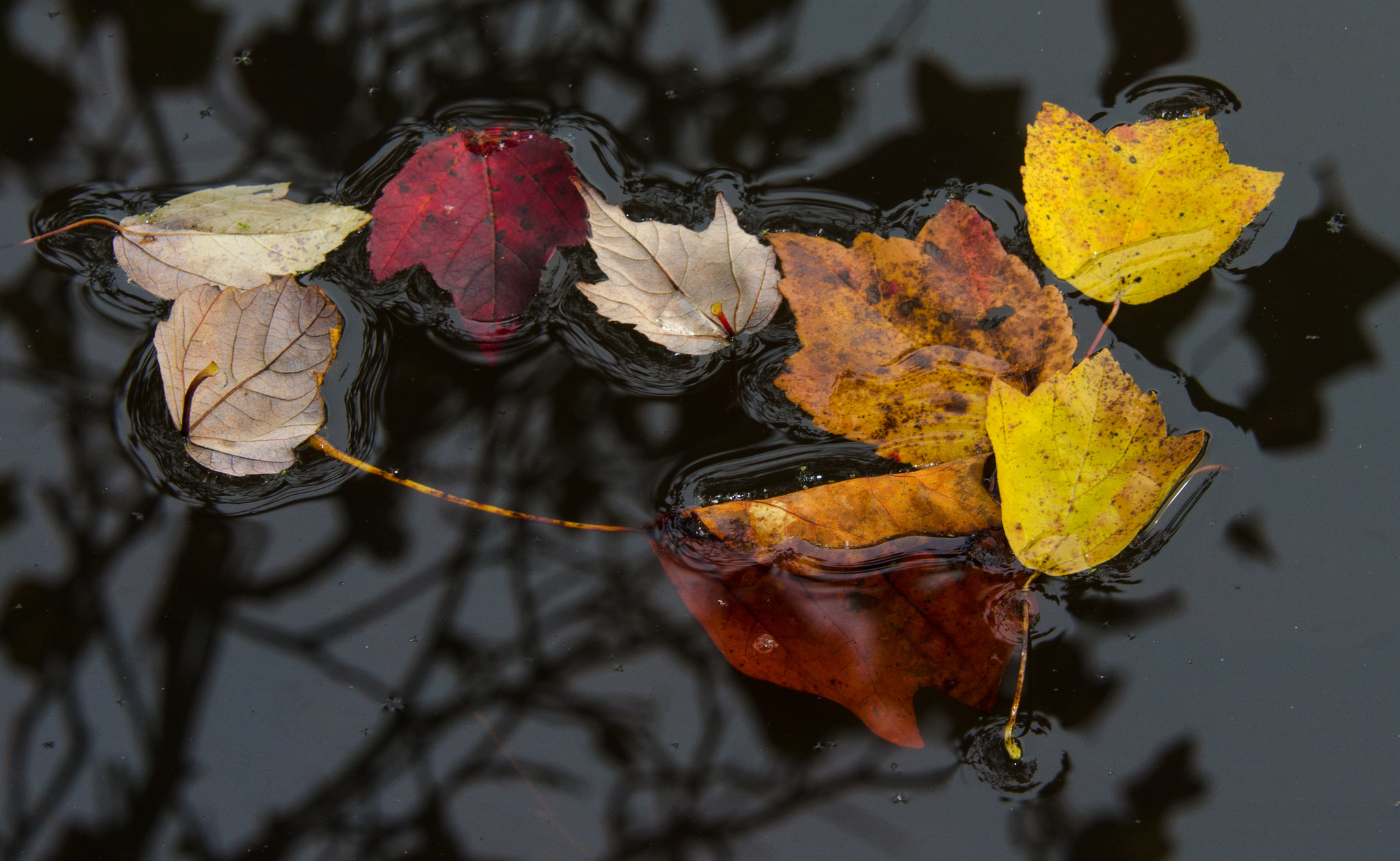 Попав в листья вода с поверхности. Листья в луже. Осенние листья. Осенний дождь. Листья на воде.