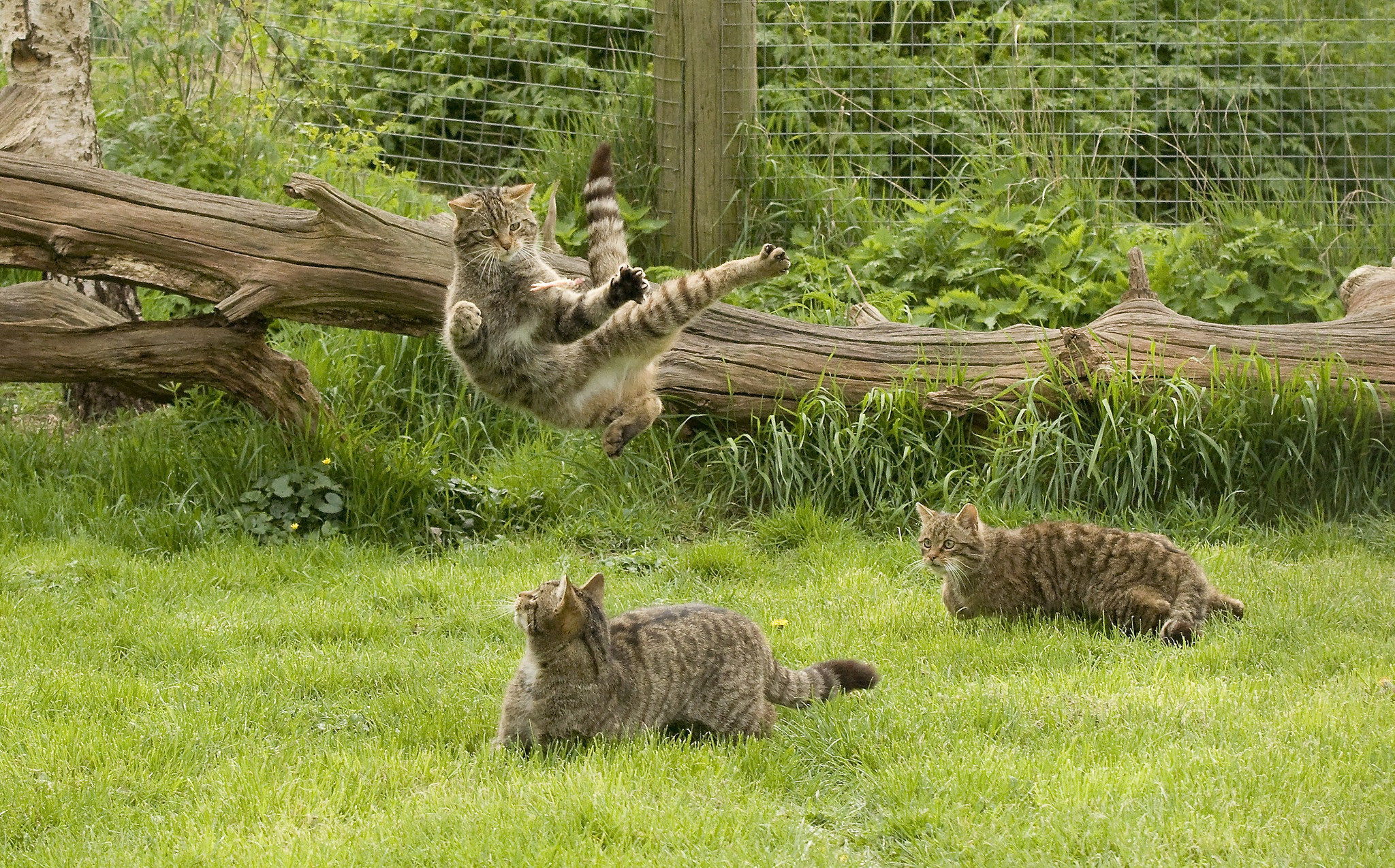 Обои трава, игры, дикая кошка, кунг-фу, Шотландская, The Scottish Wildcat  на телефон и рабочий стол, раздел кошки, разрешение 2048x1275 - скачать