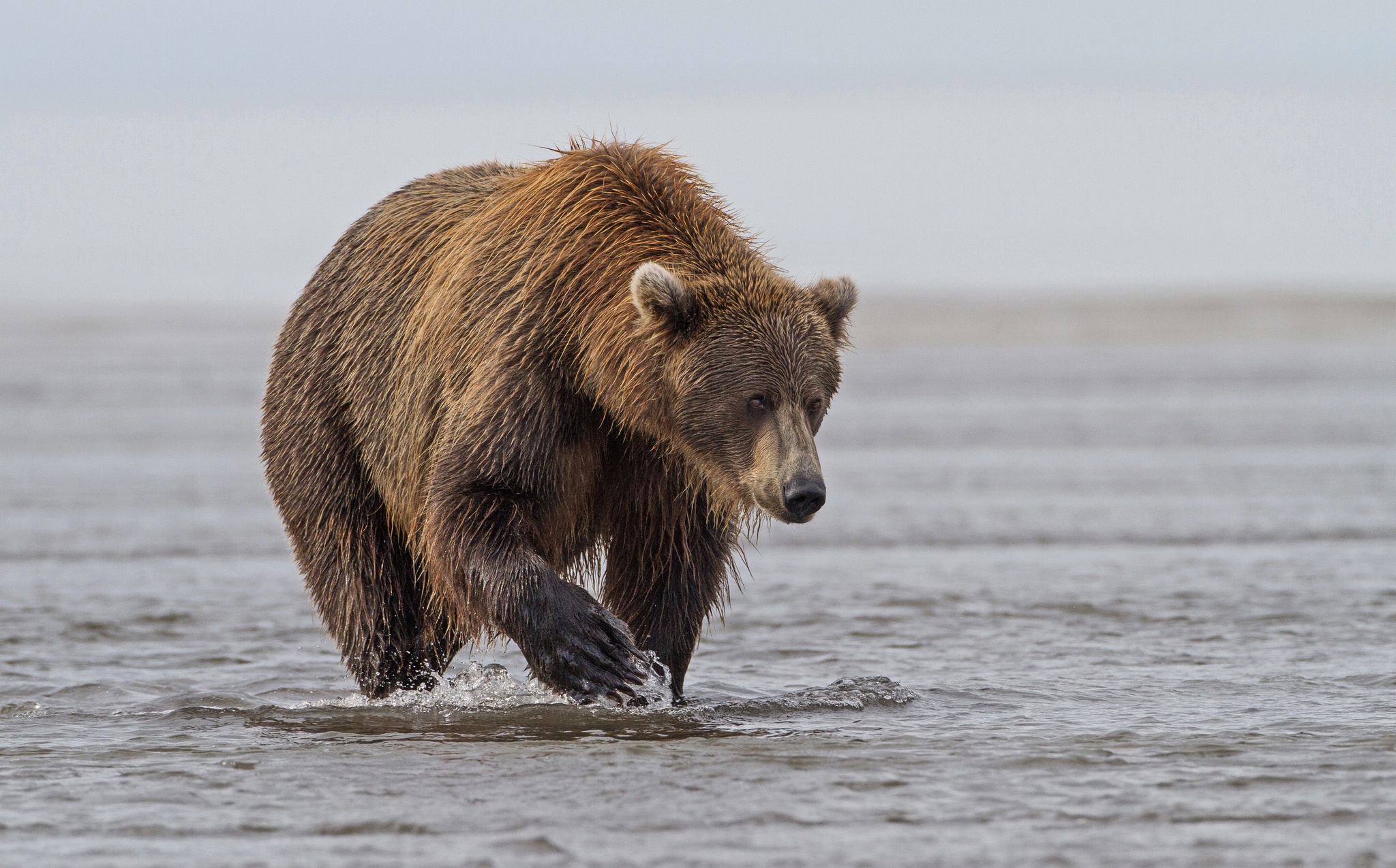 Жизнь про медведя. Дальневосточный бурый медведь. Медведь Гризли Дальневосточный. Гризли североамериканский бурый медведь. Сибирский бурый медведь.