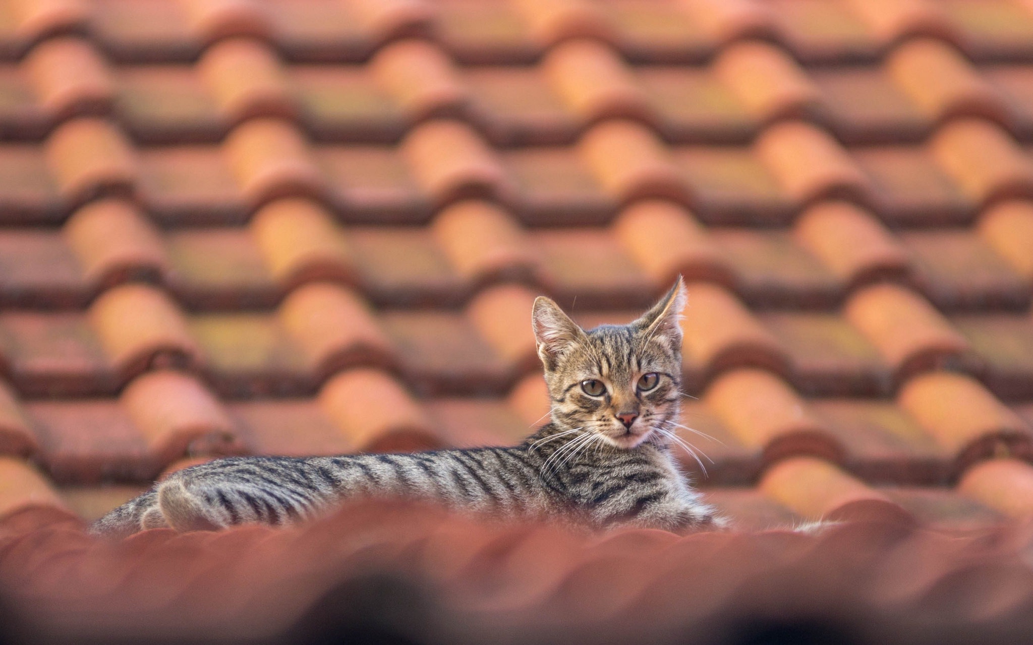 Кошка на крыше. Кошки на крыше. Кот на черепичной крыше. Котенок на крыше. Котик на черепичной крыше.