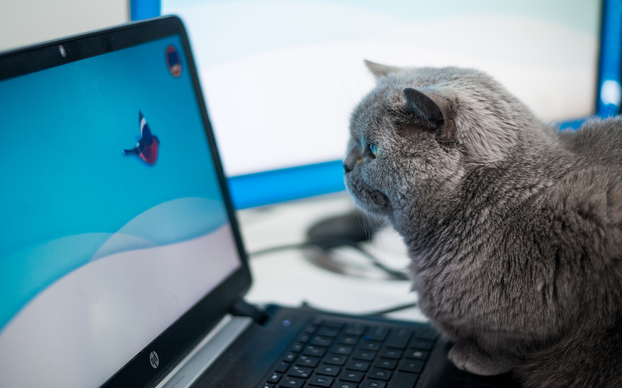 Ноутбук сатам. Котенок с компьютером. Кошка и компьютер. Кошка за компьютером. Котенок за компьютером.