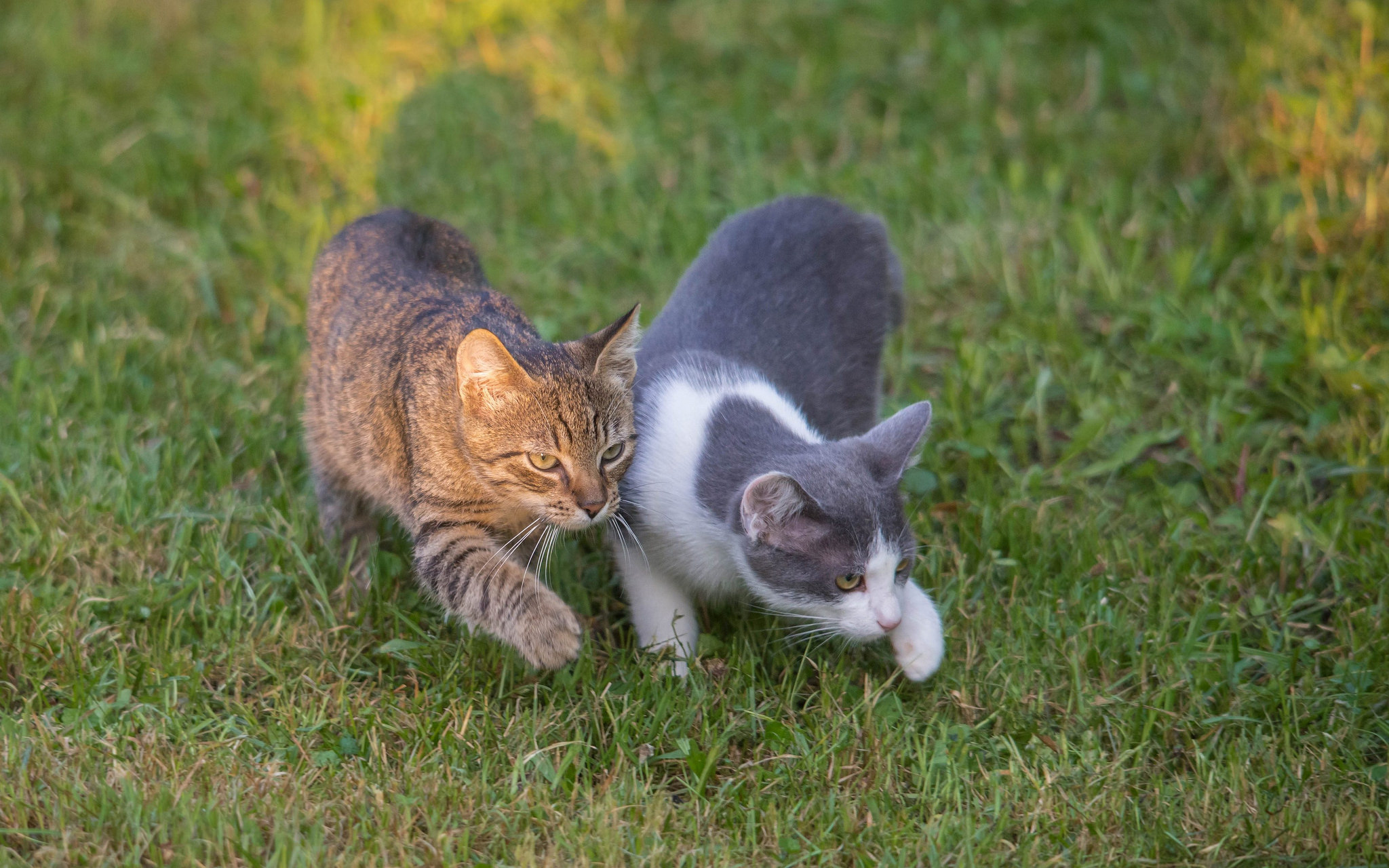Звуки гуляющих котов. Кошка гуляет. Коты гуляют. Два кота. Кошка на прогулке.