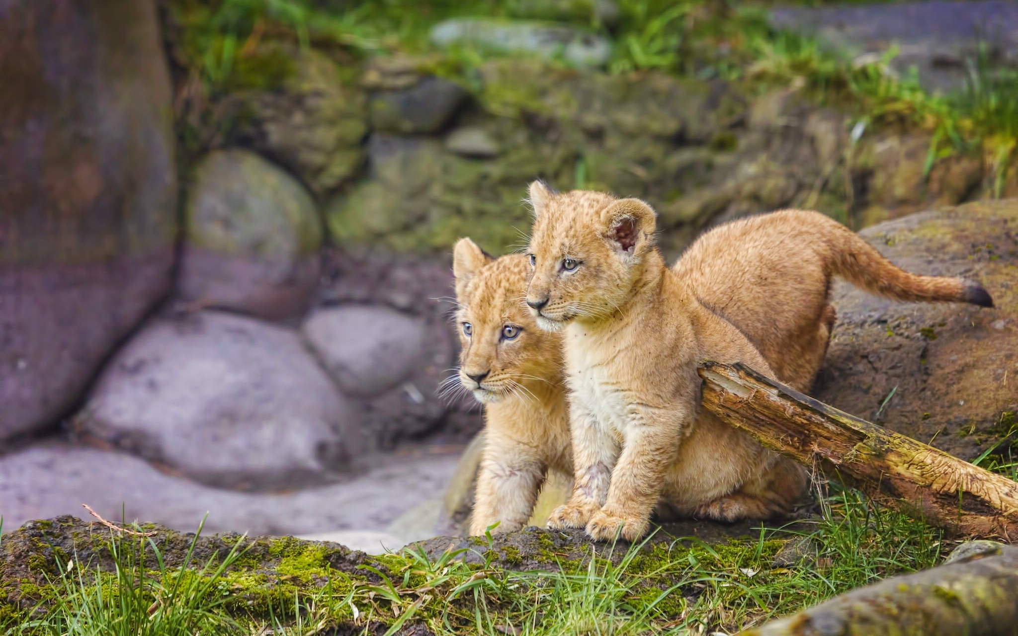 Cub. Львята. Маленький Львенок. Детеныш Льва. Львята фото.