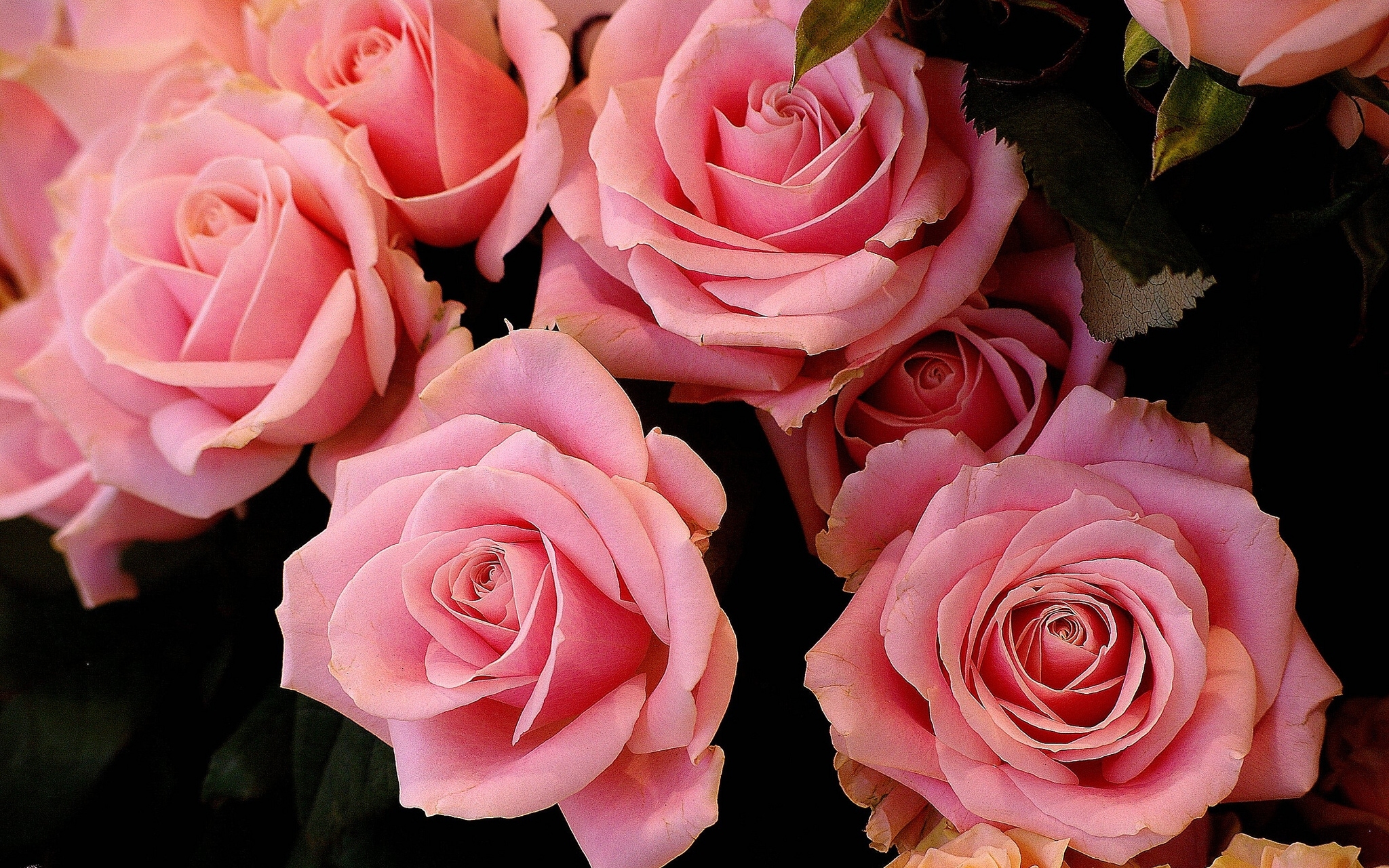 Фотки красивых роз